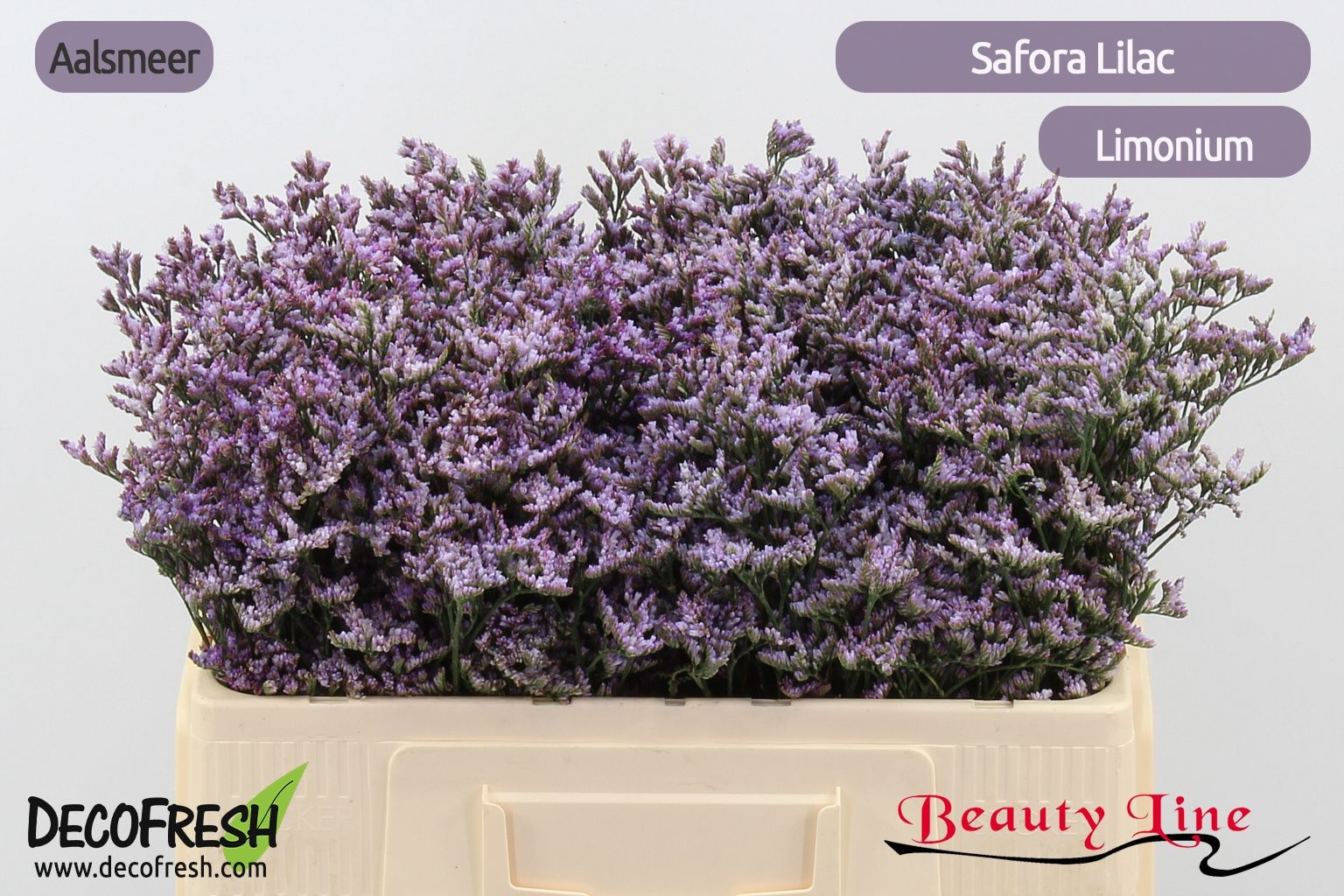 Lim Saf Lilac