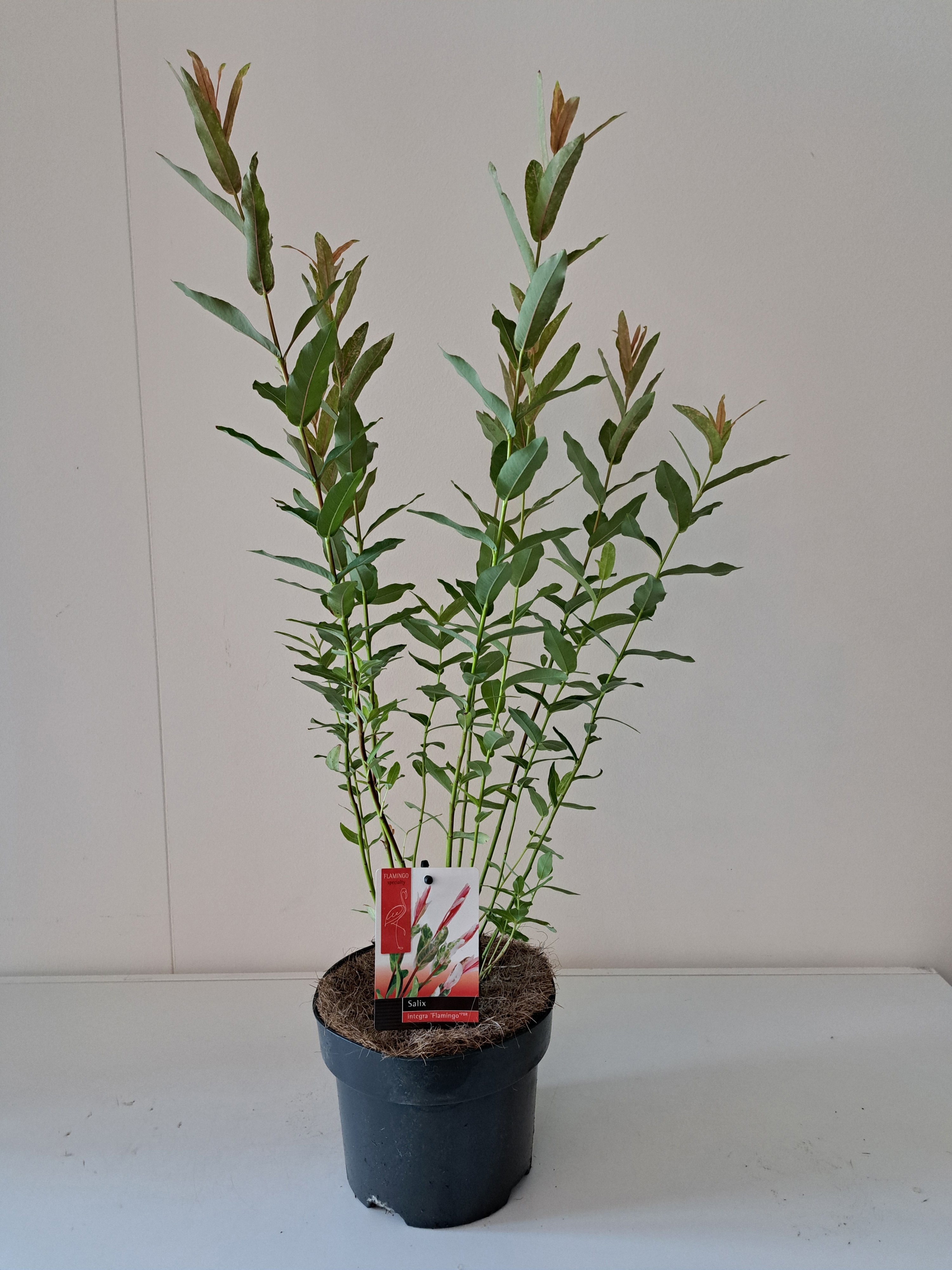 Picture of Salix Flamingo bush p17