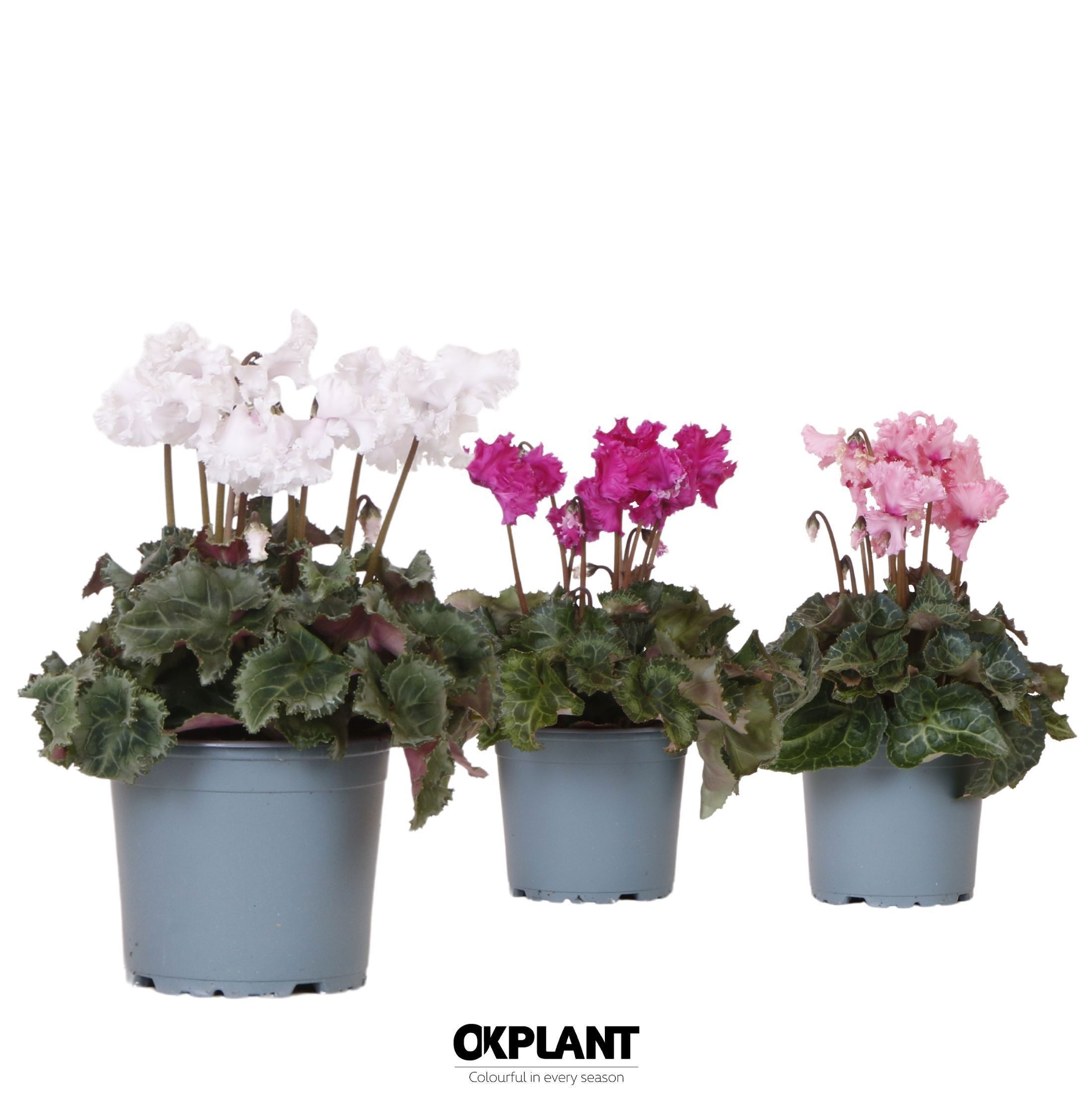 Cyclamen Crispino mix