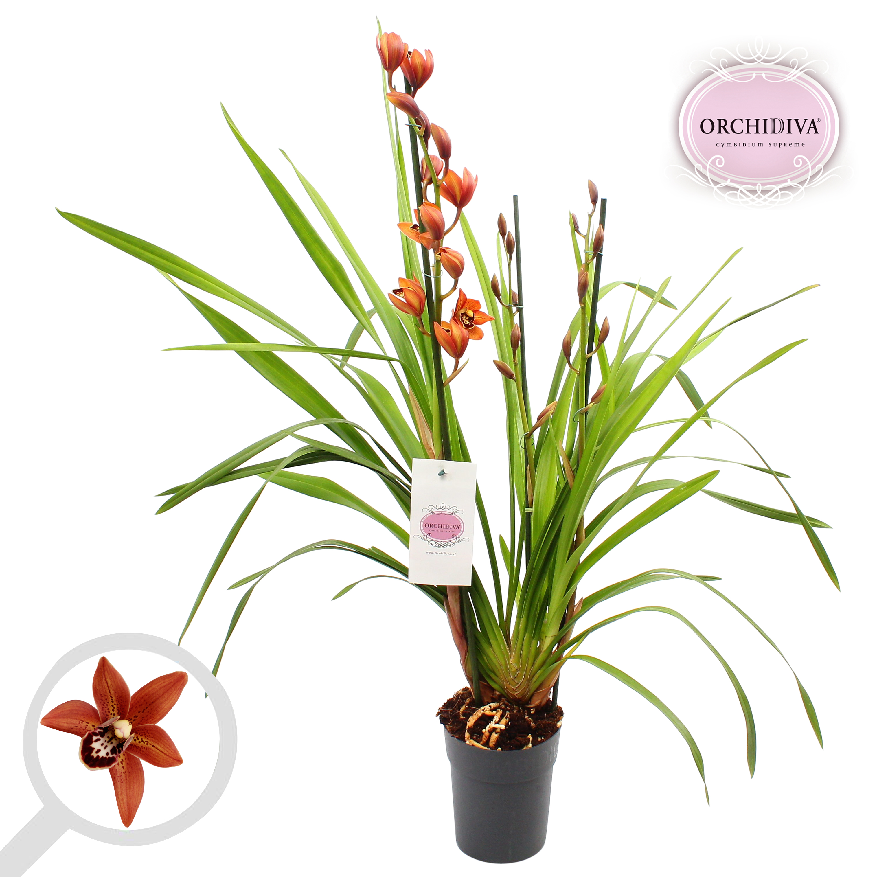 Picture of Cymbidium Orange 3-4 shoots P14 85cm