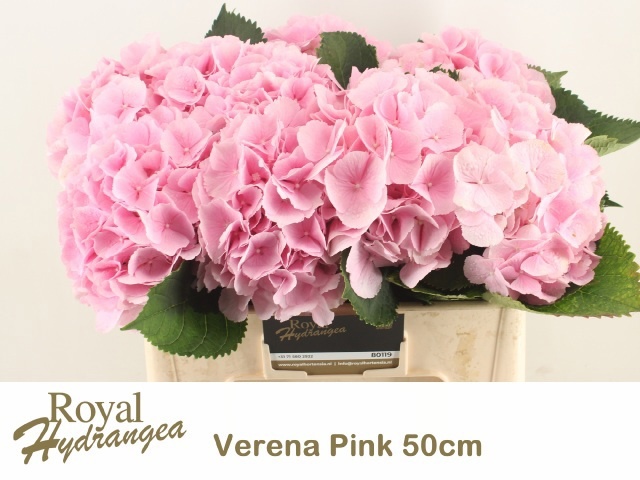 Hydrangea Verena Pink 50cm 18Ø