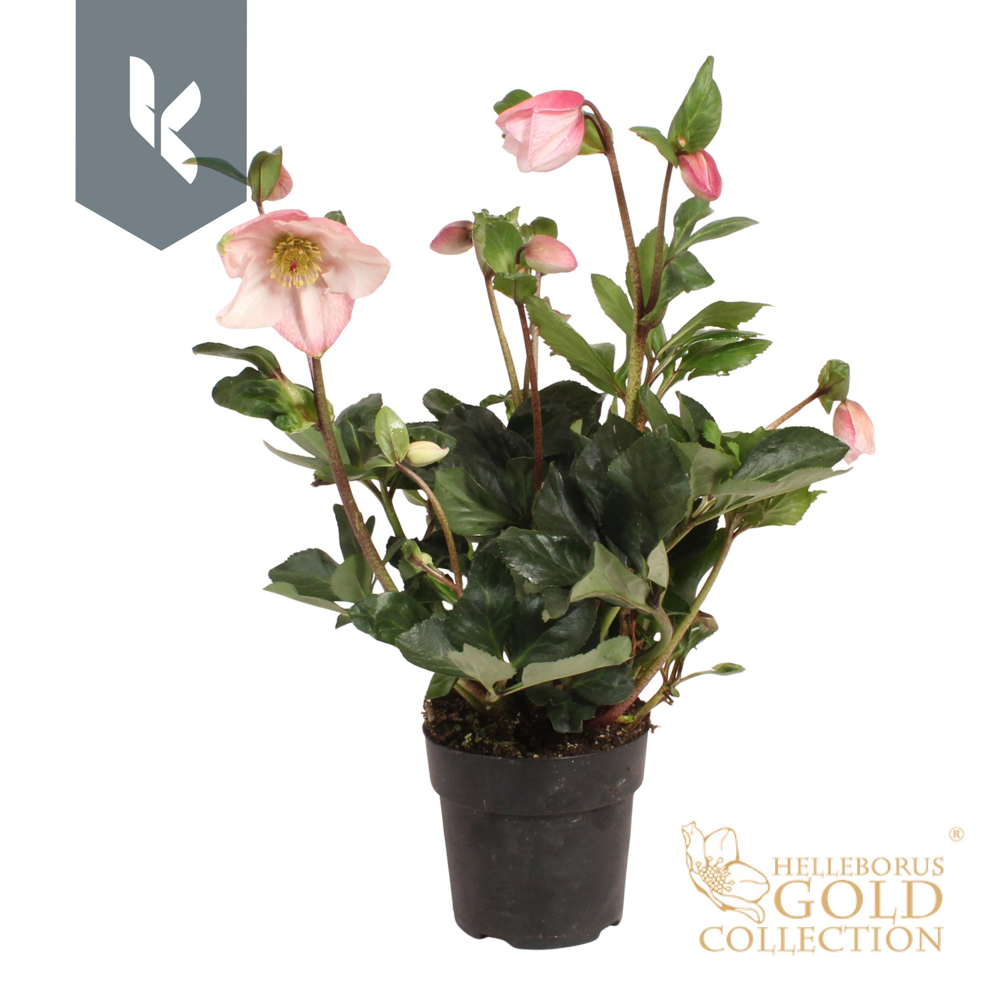 Hgc Helleborus Winter Ballet Katie