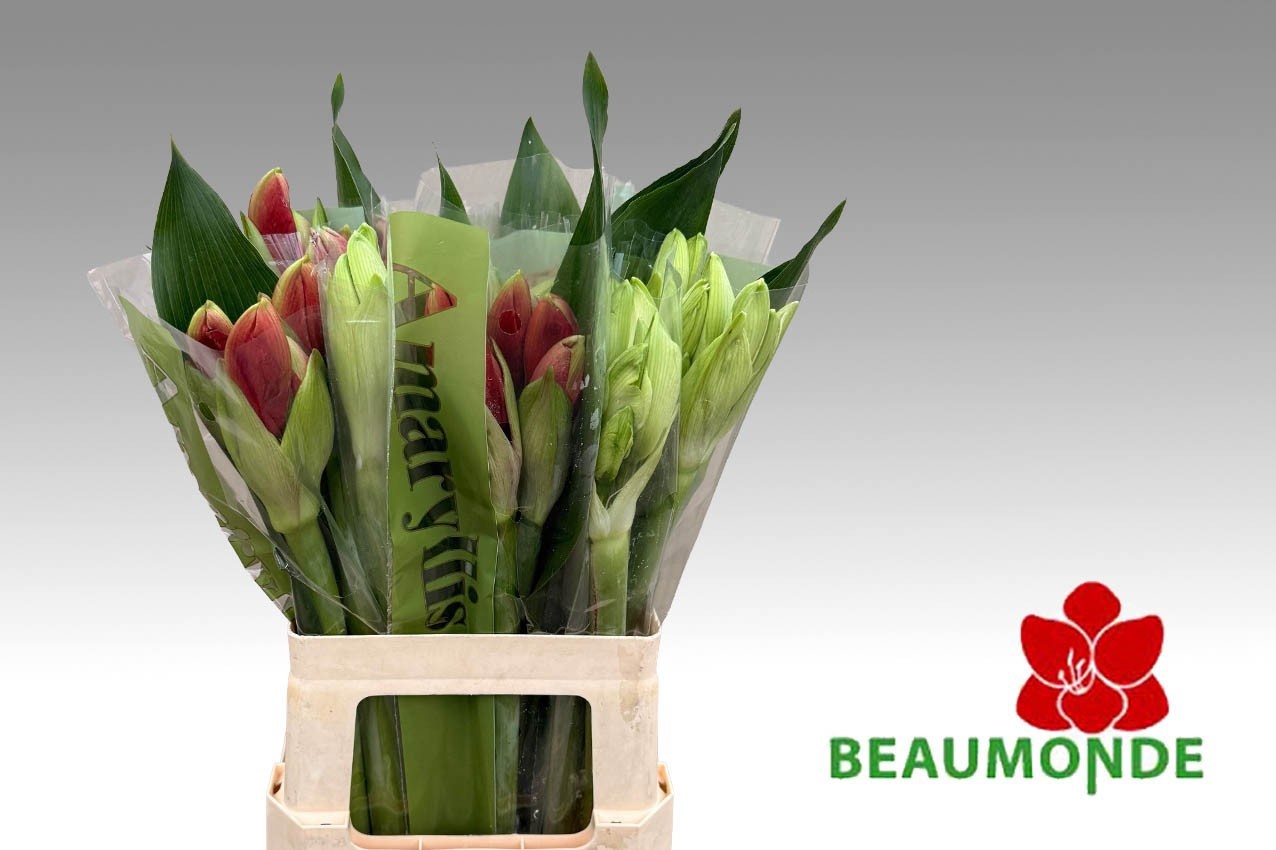 Hippeastrum Mixed 2/4bl