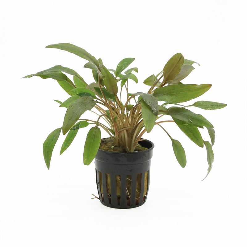 Cryptocoryne wendtii bruin