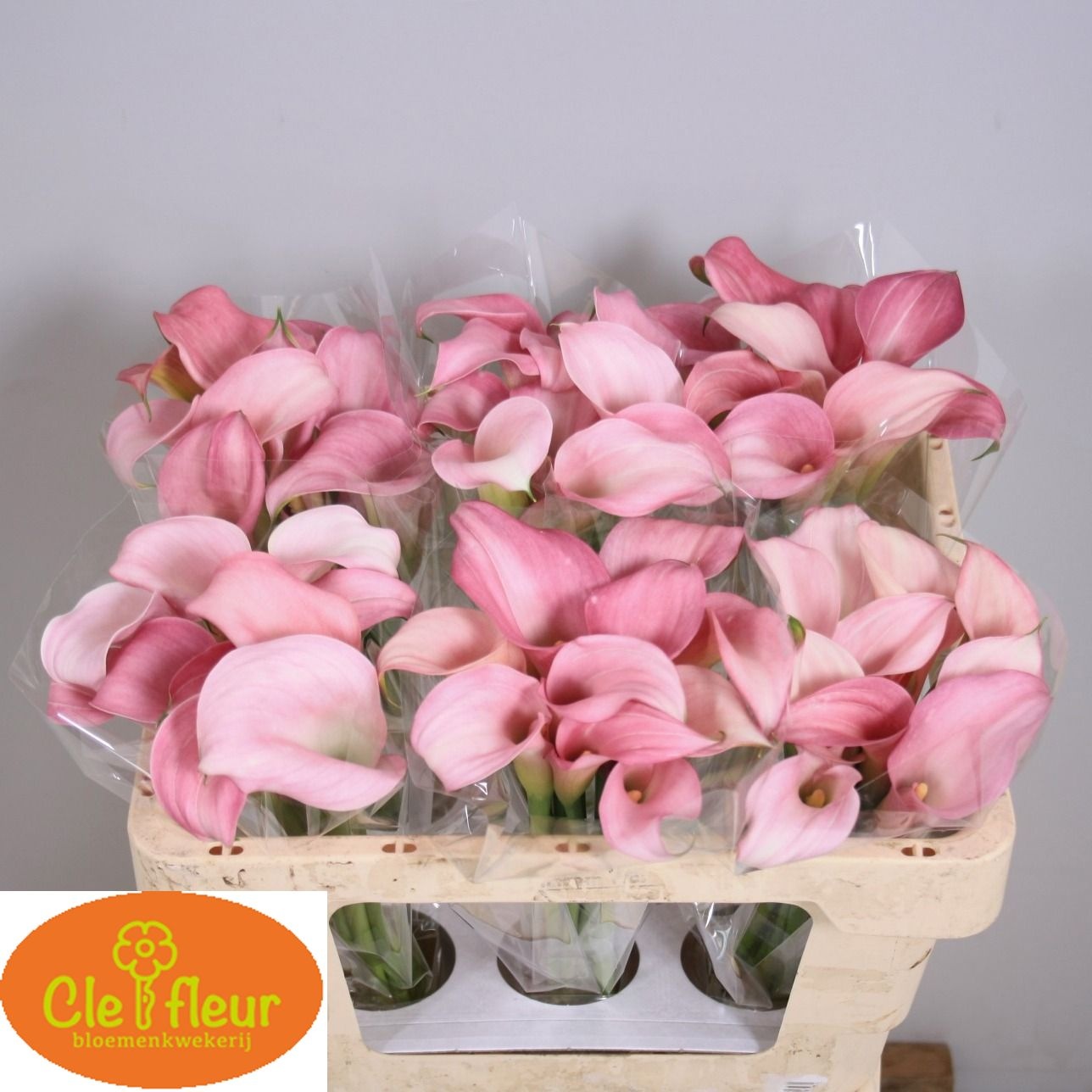 Calla Nashville 50cm