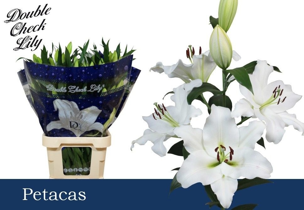 Lilium Ot Petacas 100cm 5/7bl