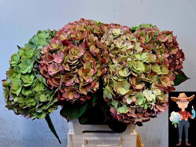 Hydrangea Adora Classic 60cm 18Ø