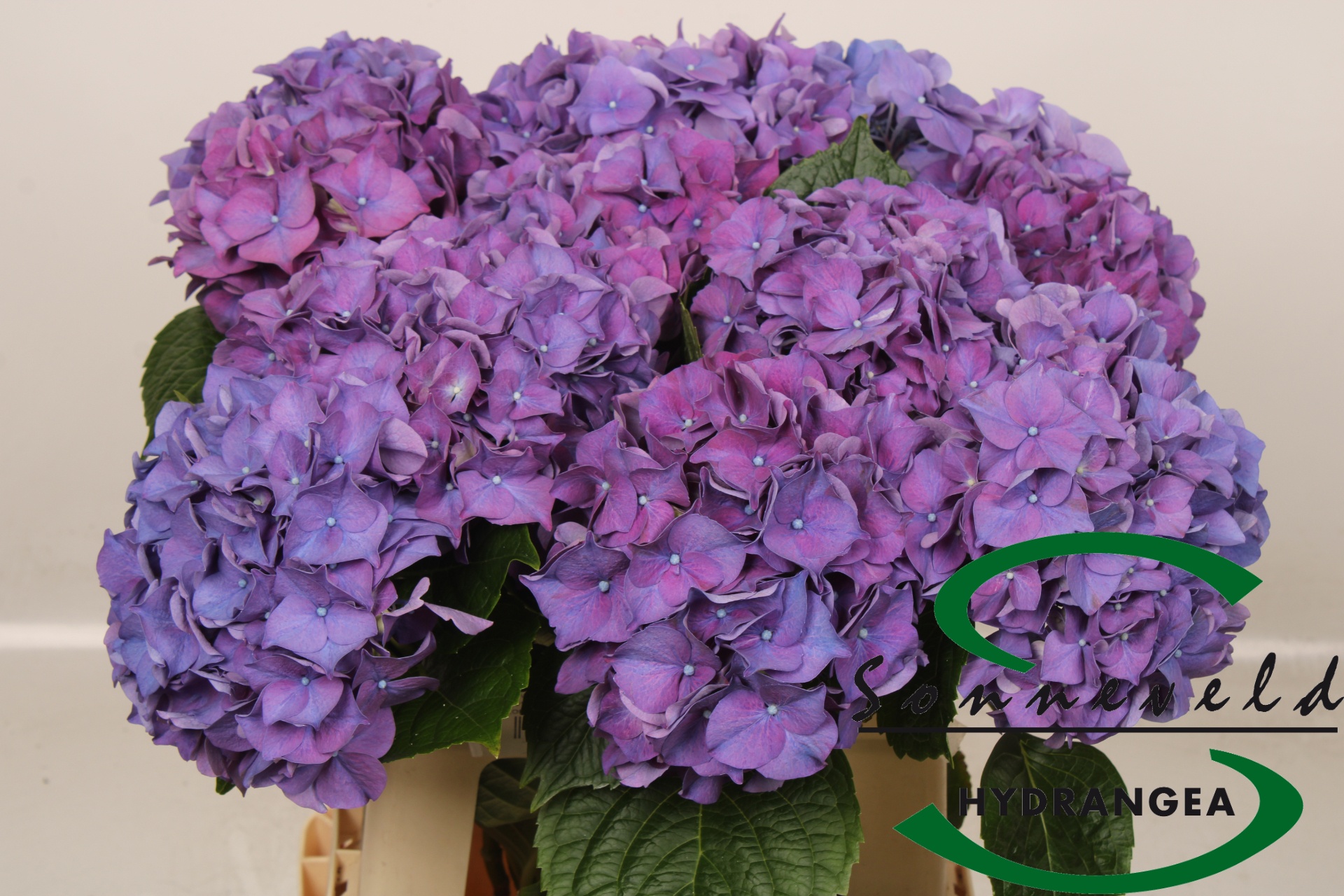Hydrangea Rodeo Purple 60cm 14Ø