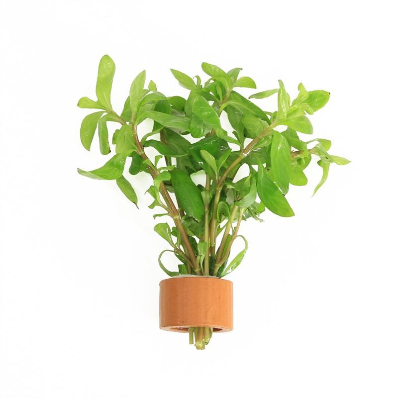 Hygrophila polysperma (TCR)