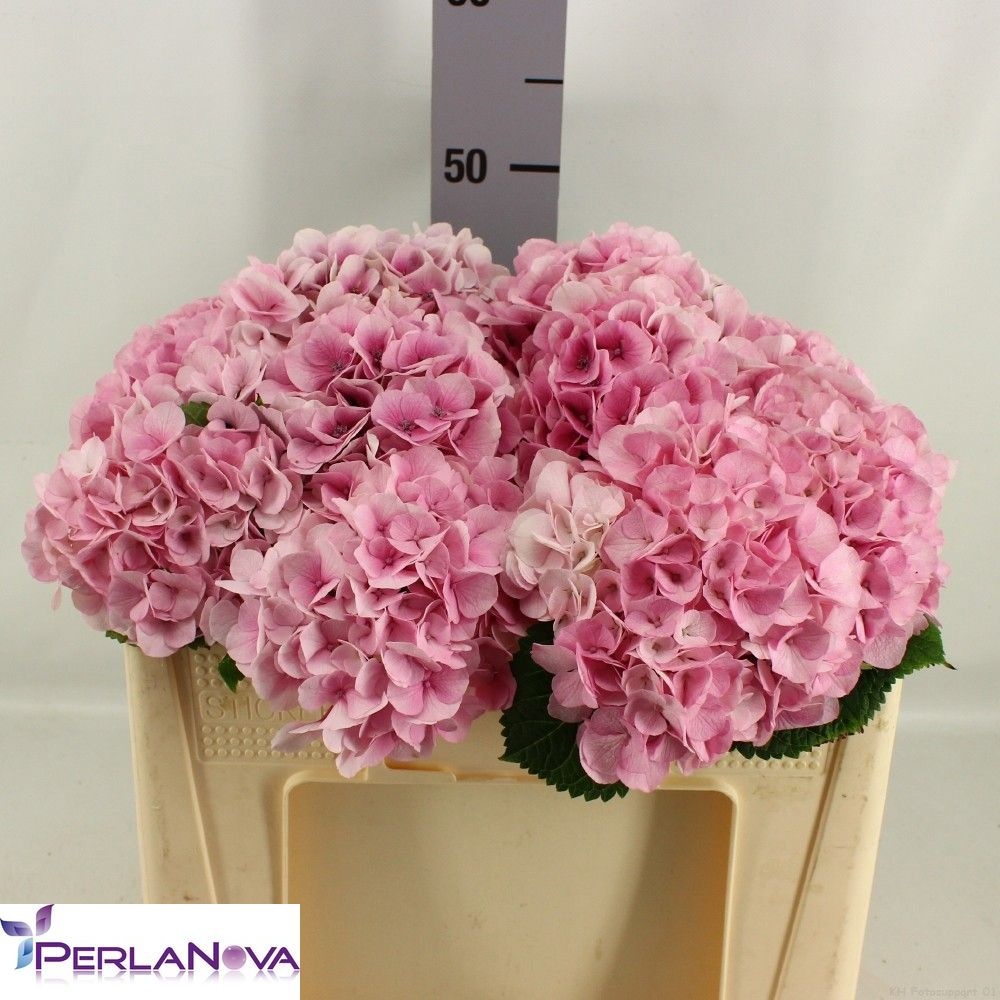 Hydrangea My Vienna 50cm 14Ø