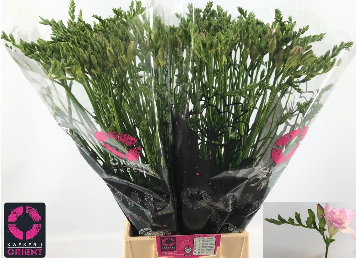 Freesia Double Honeymoon 50cm 20gram