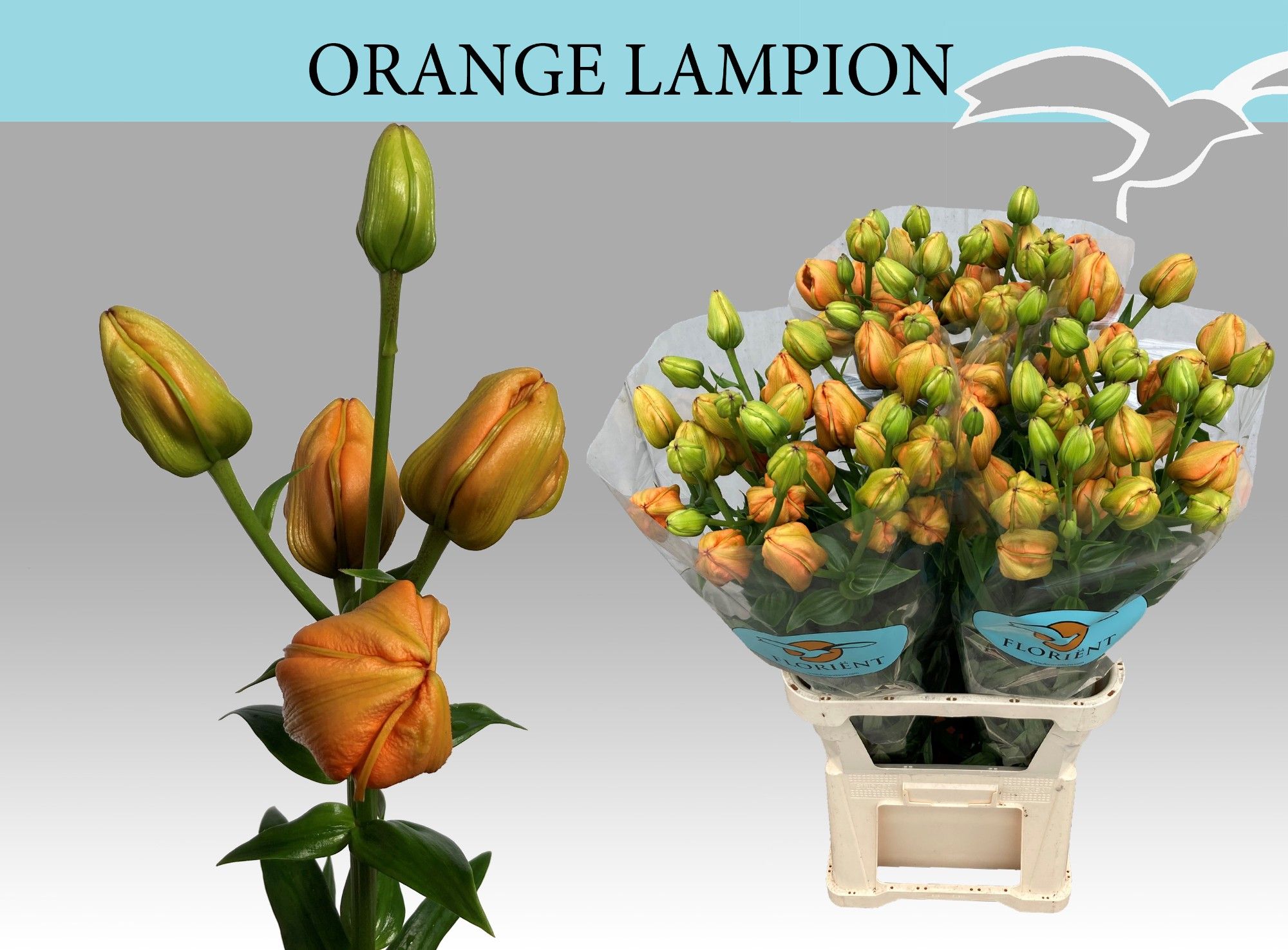 Li La Orange Lampion 110cm 4/6bl