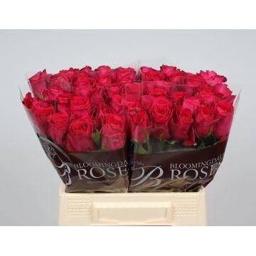 Rosa Madam Cerise 40cm