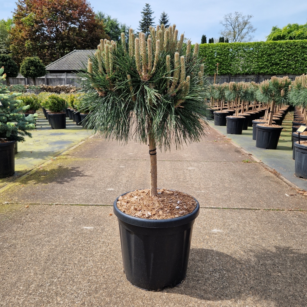 Picture of Pinus nigra Brepo C18 30/STD