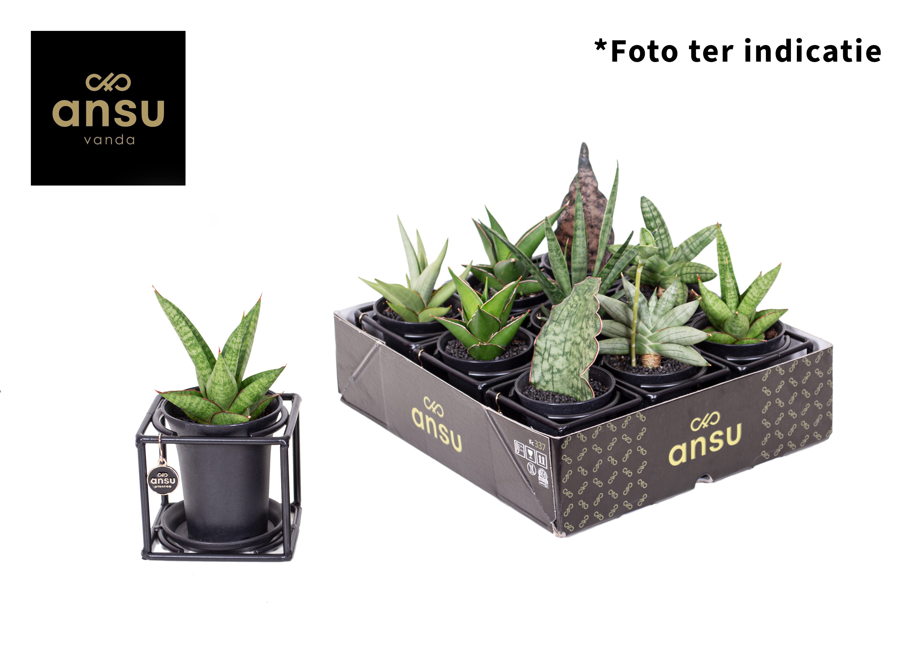 Picture of Sansevieria in design frame P10 12CM