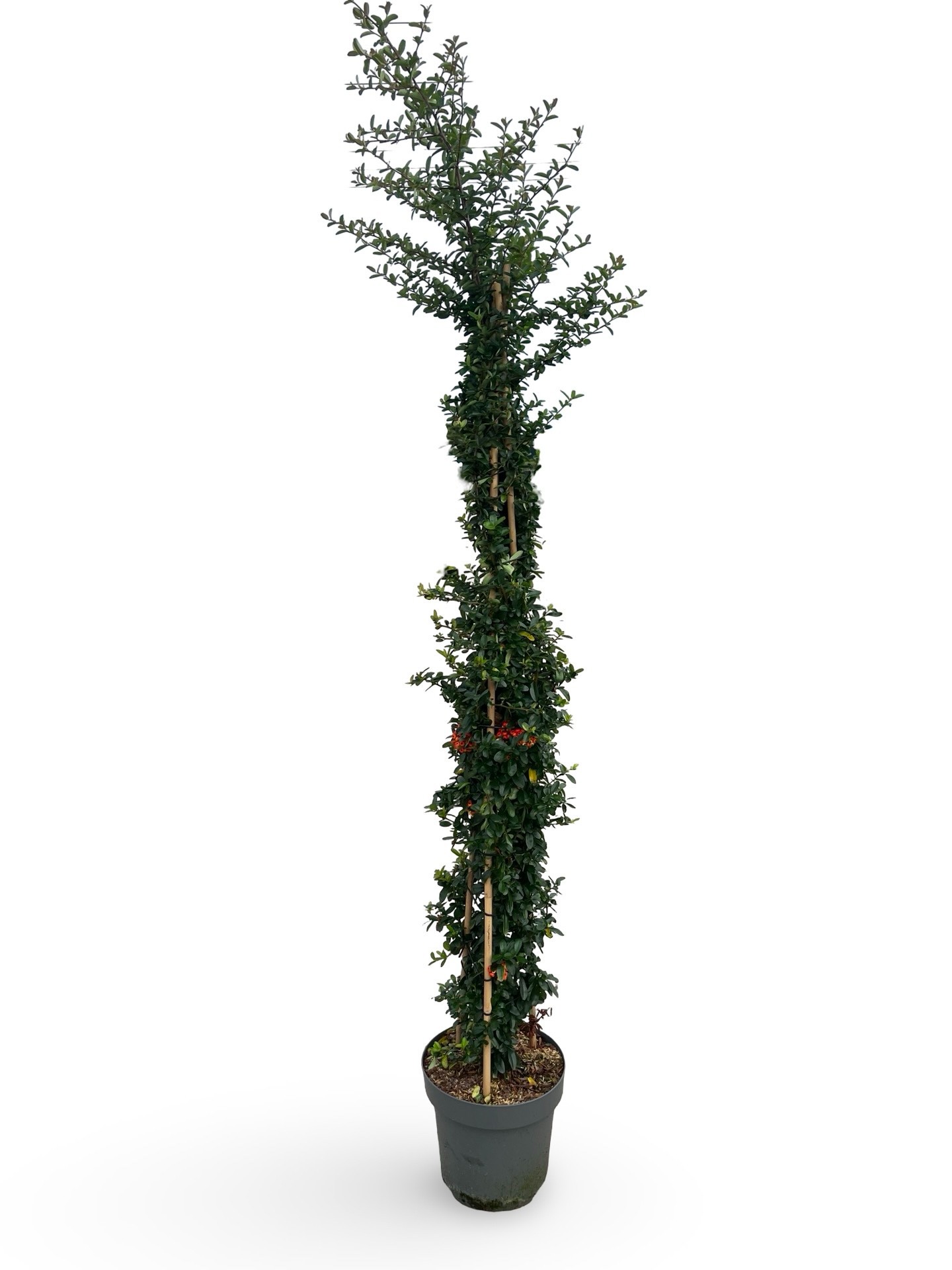 Pyracantha saphir 'Rouge'