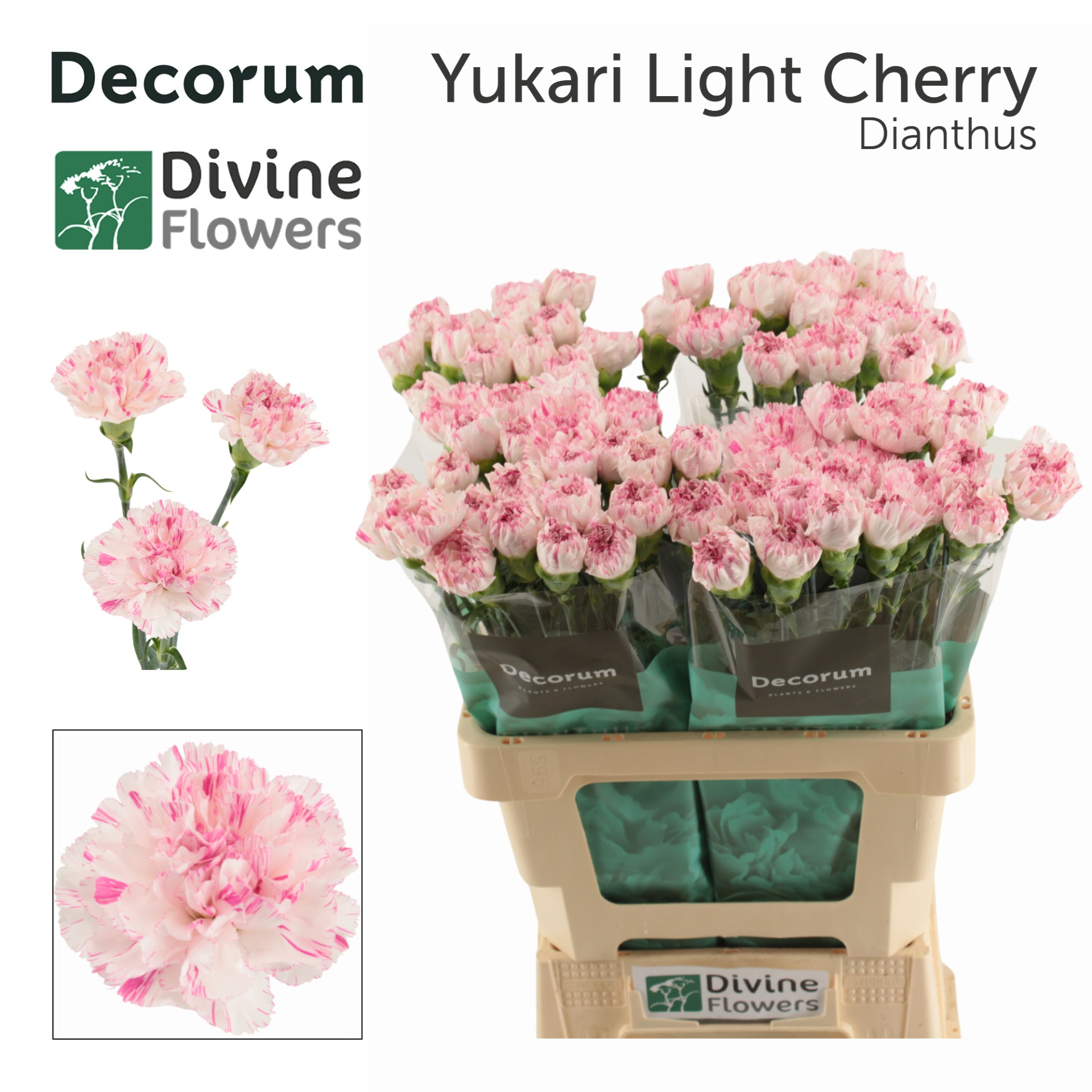 Di St Yukari Cherry