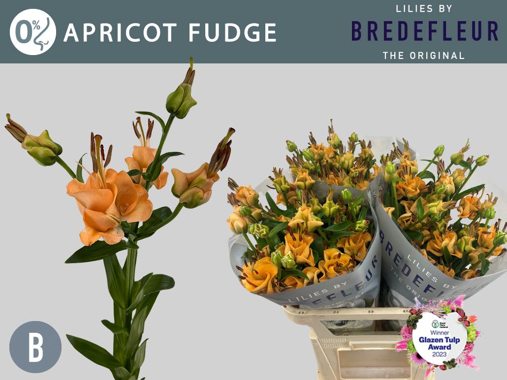 Li La Apricot Fudge