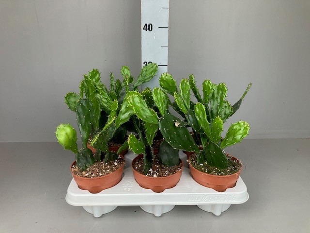 Opuntia jamaicensis