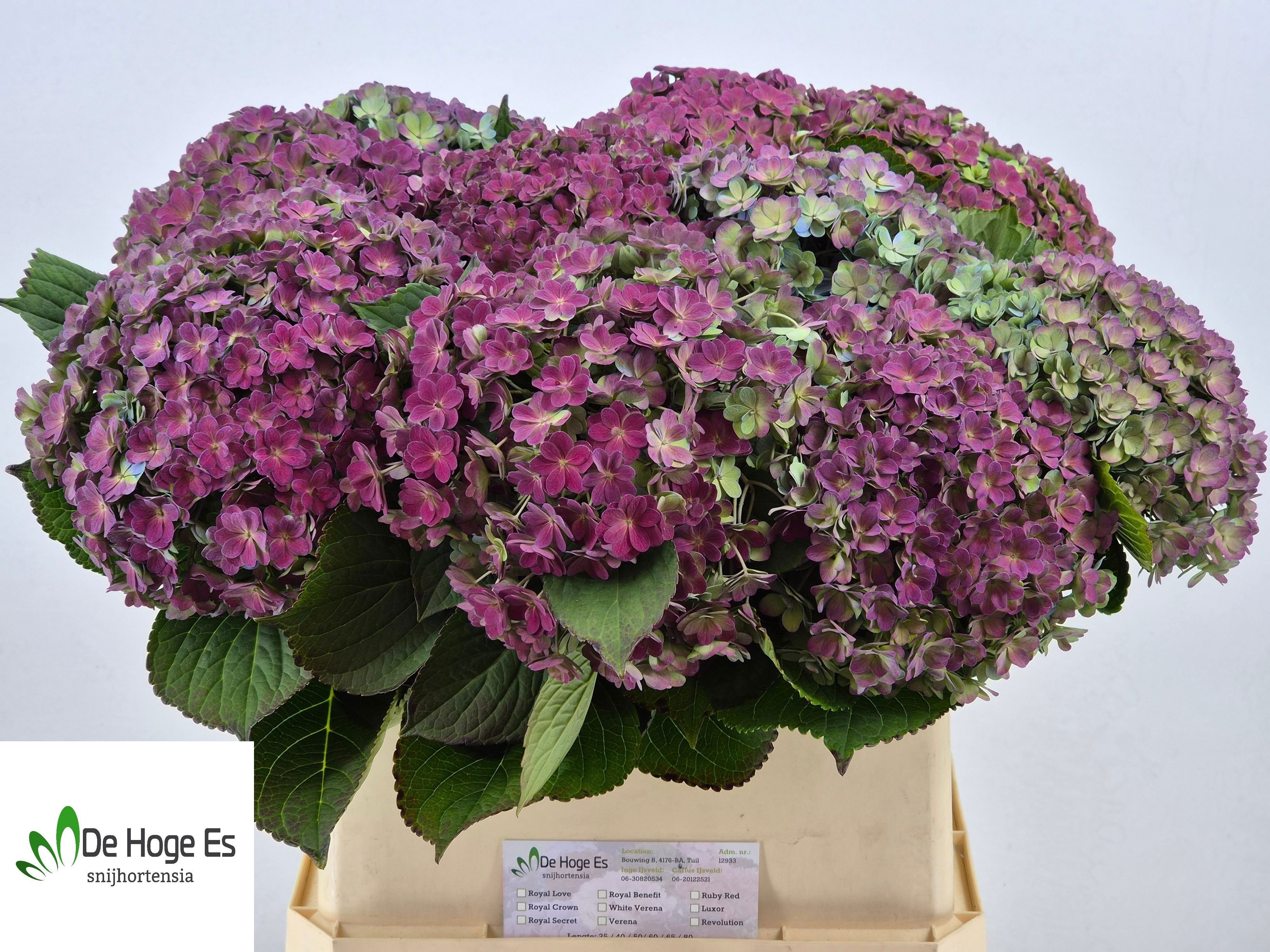 Hydrangea Beau Luxor Classic 80cm 22Ø