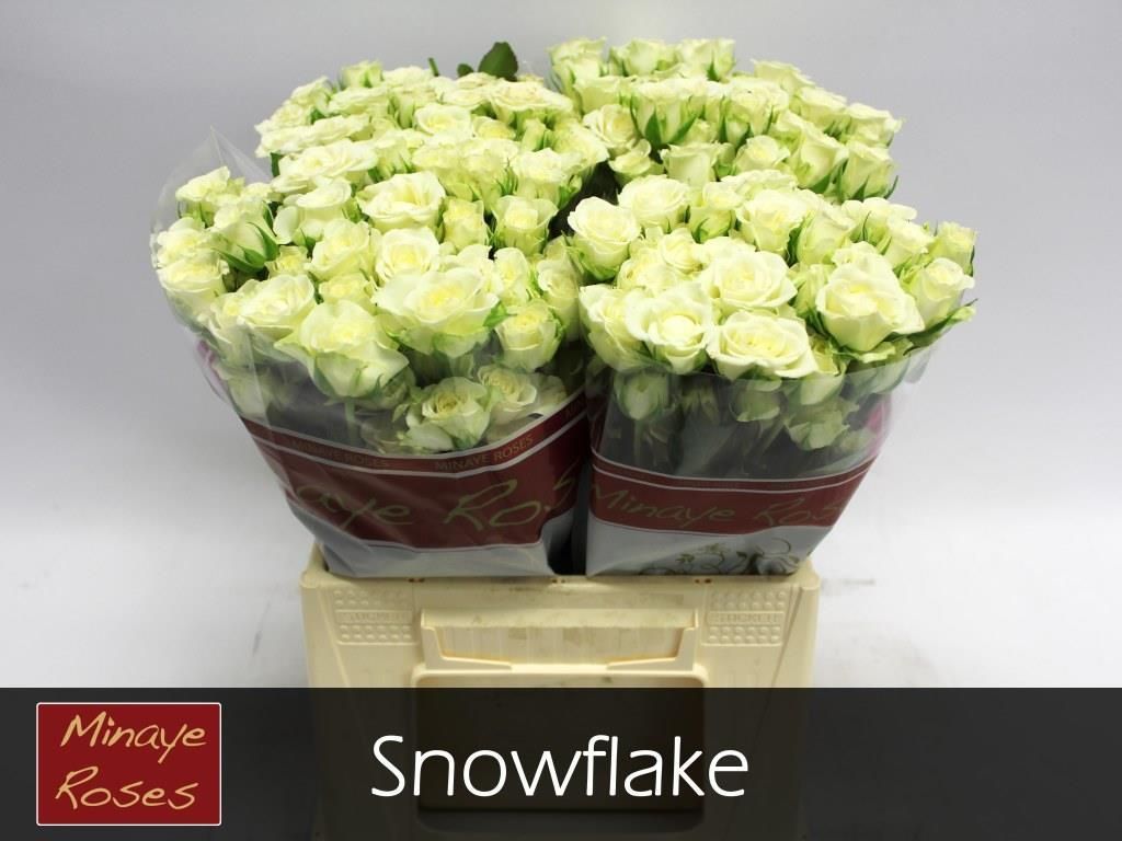 Rosa Spr Snowflake 40cm