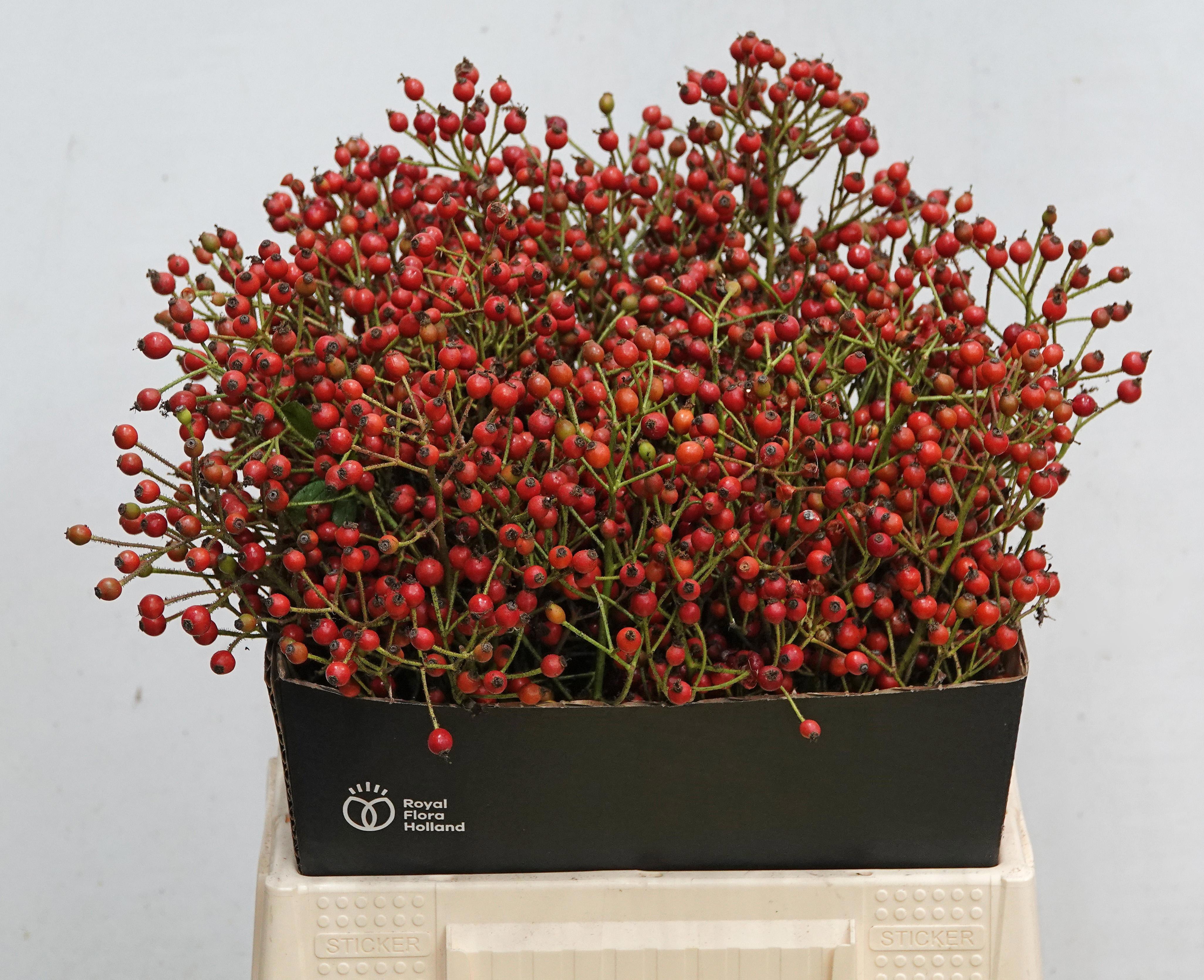 Rosa F Autumn Splash 40cm