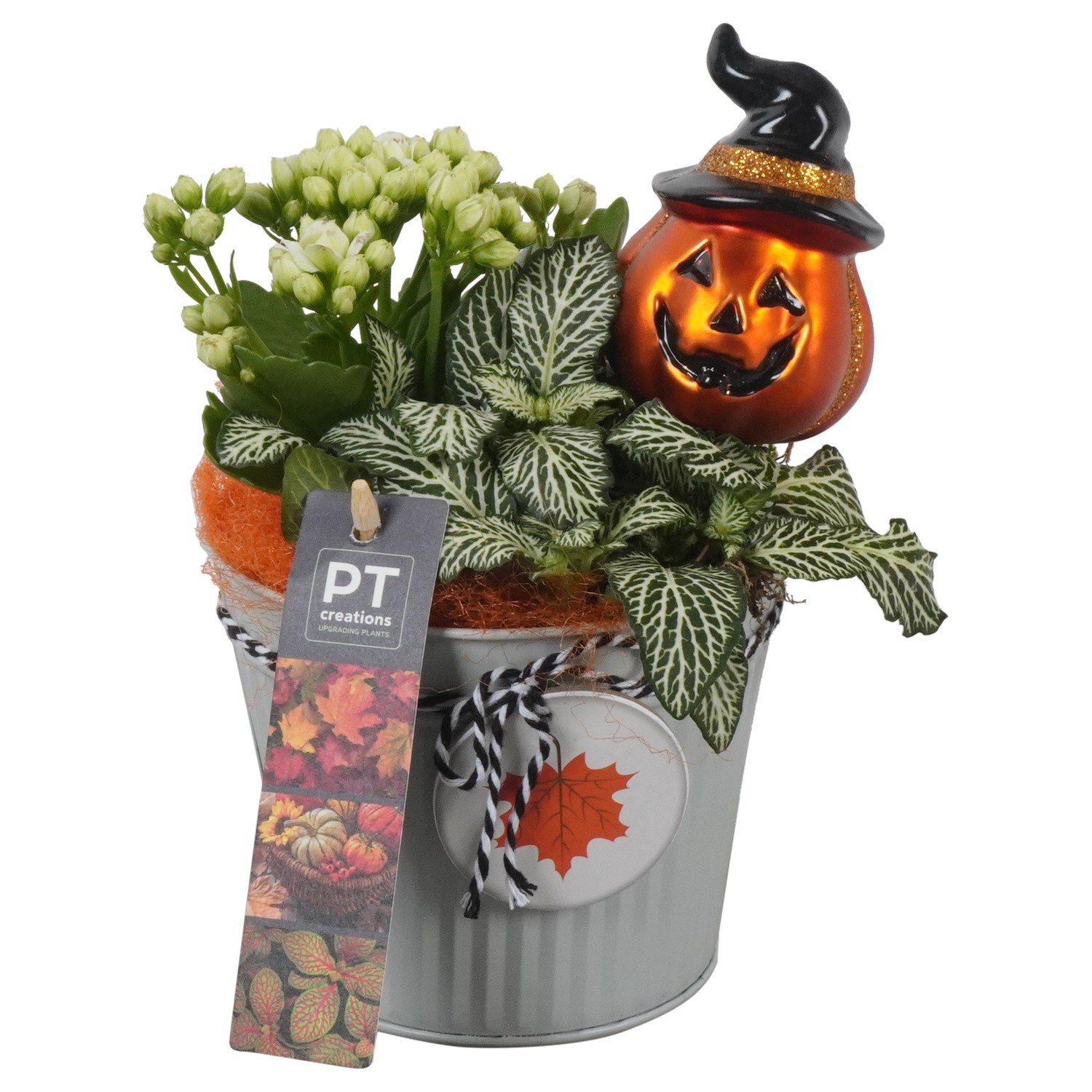 Picture of PTHL1925 Arrangement Halloween in zinc pot P12 21CM