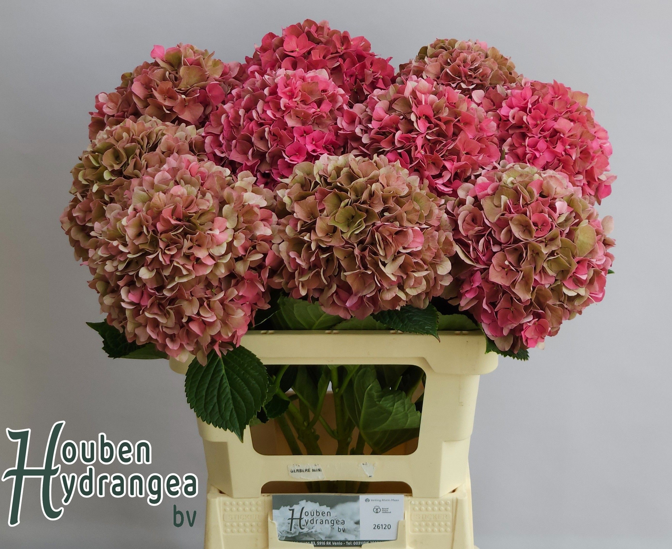 Hydrangea Glowing Alps Classic 60cm 18Ø