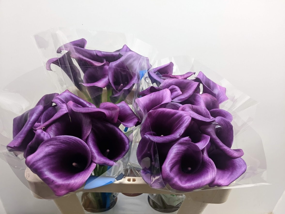 Calla Durban 50cm