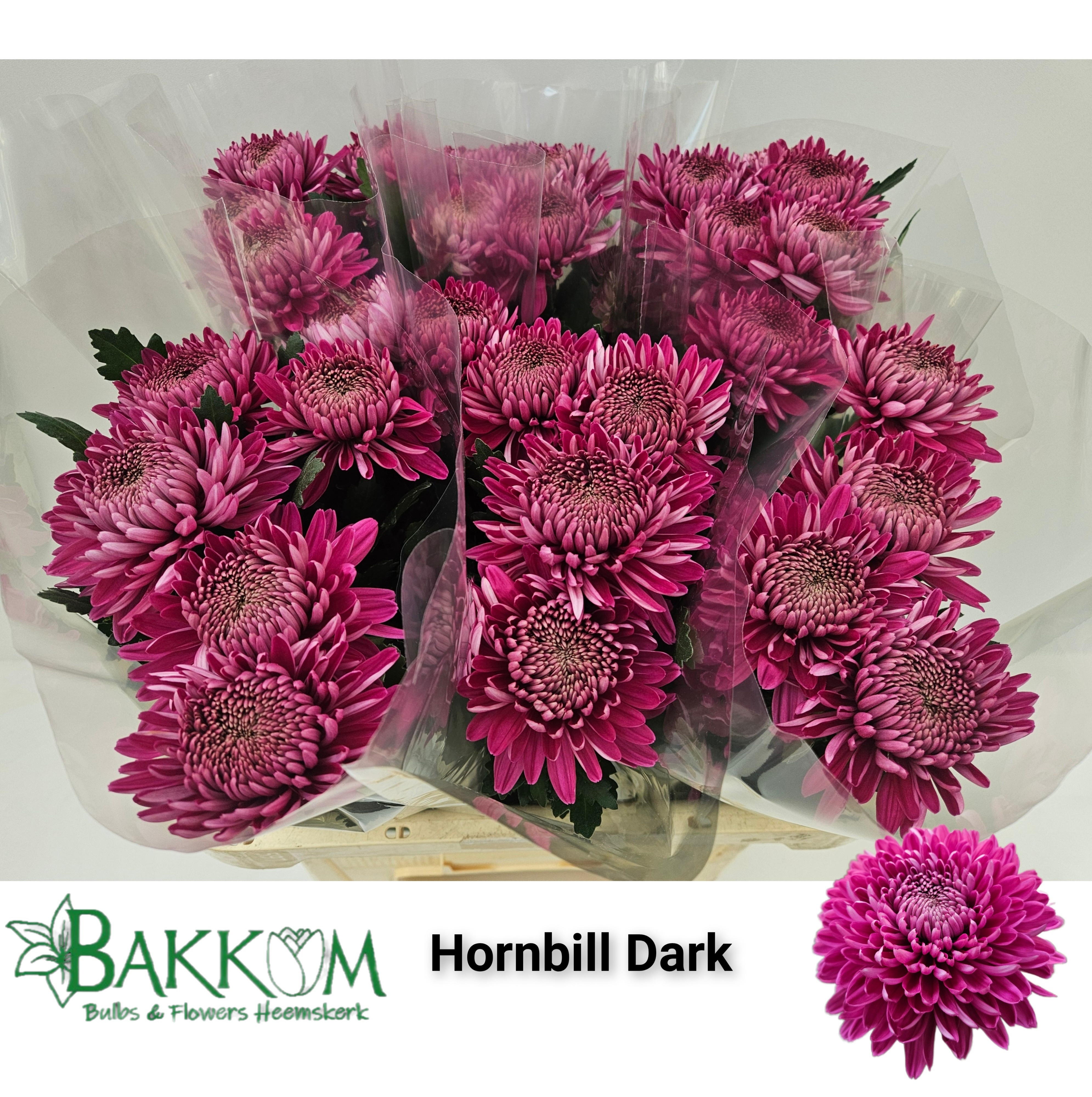 Chr G Hornbill Dark 70cm 85gram