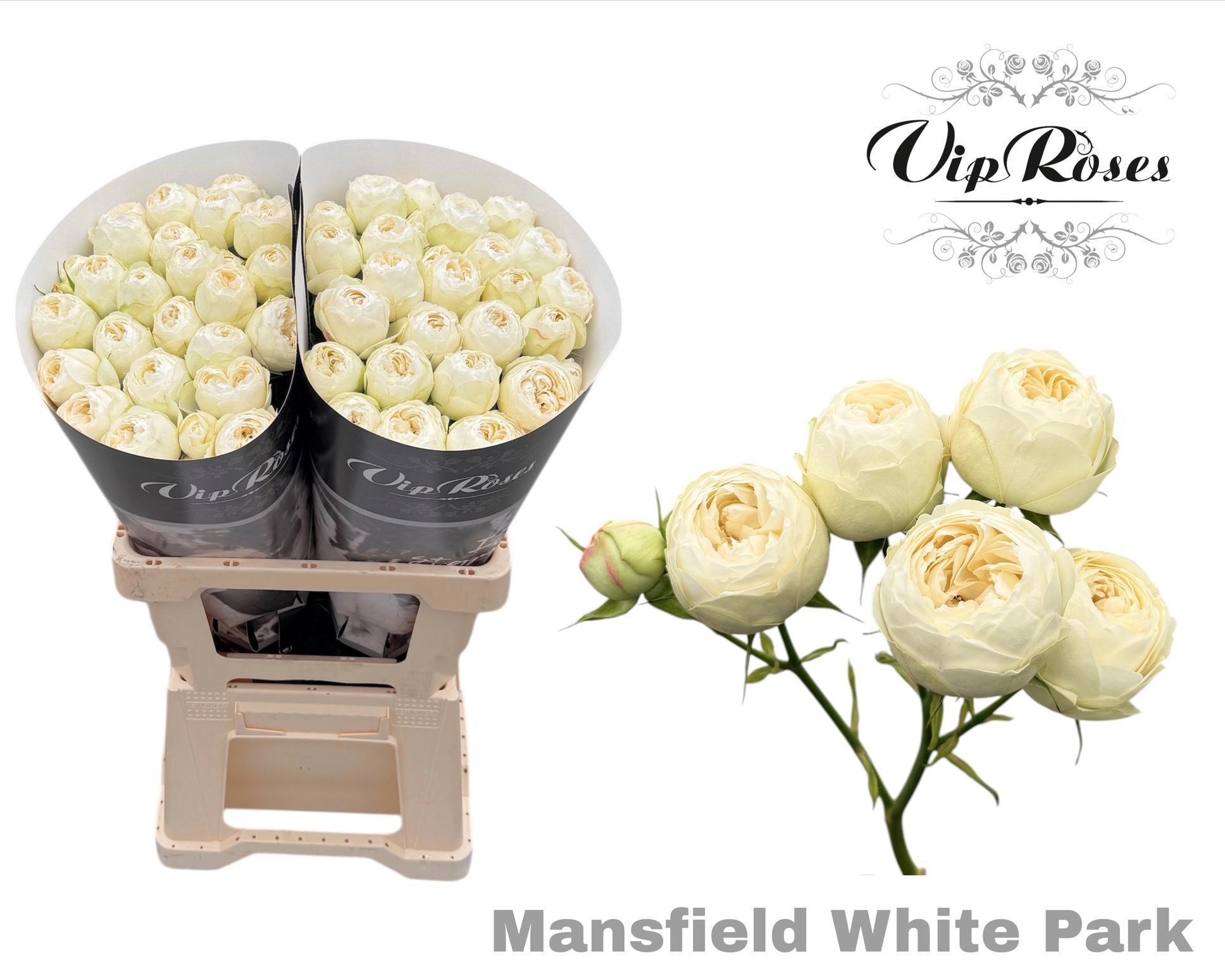 R Tr Mansfi White Pa