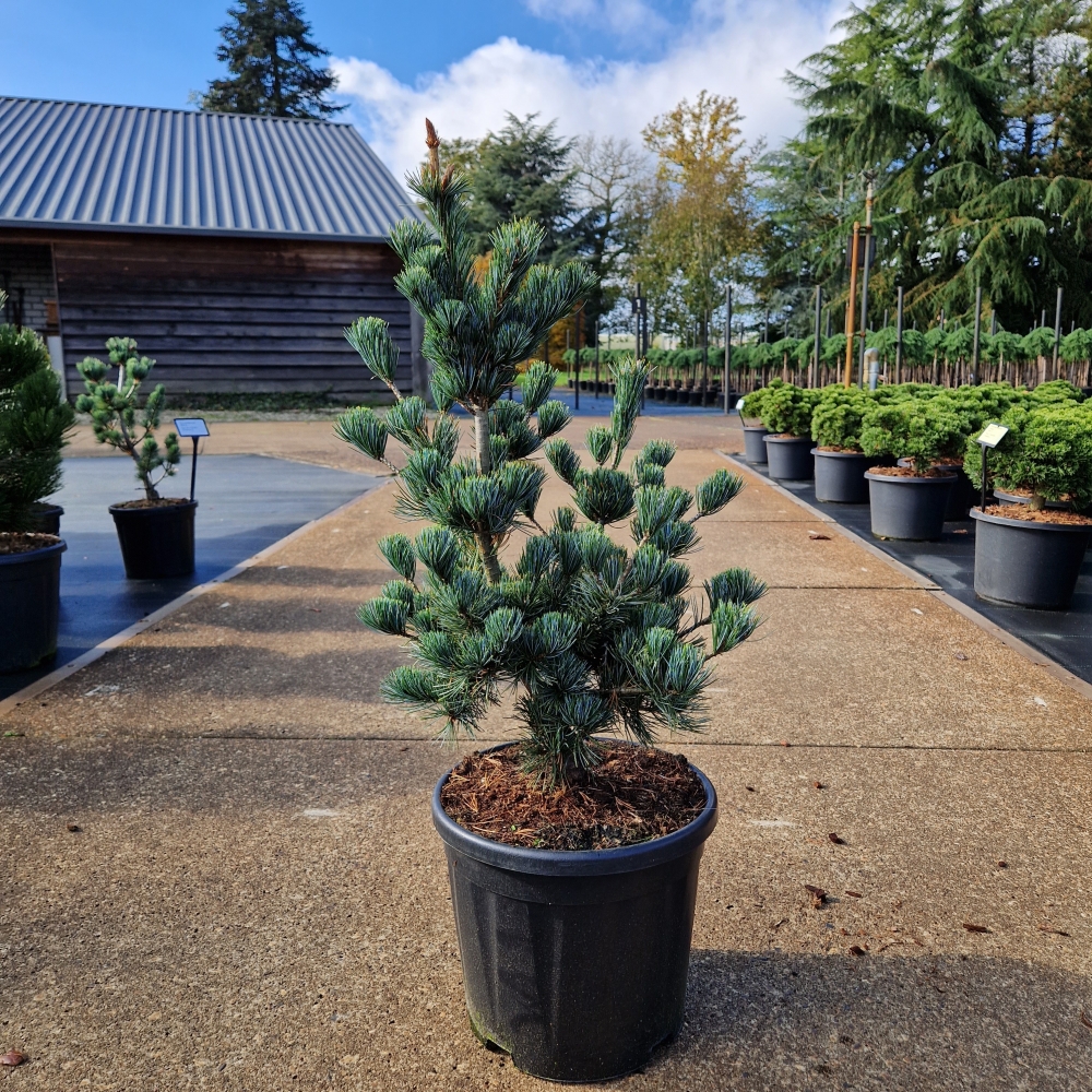 Picture of Pinus parviflora Aui C11 40/50 (LOOSE)