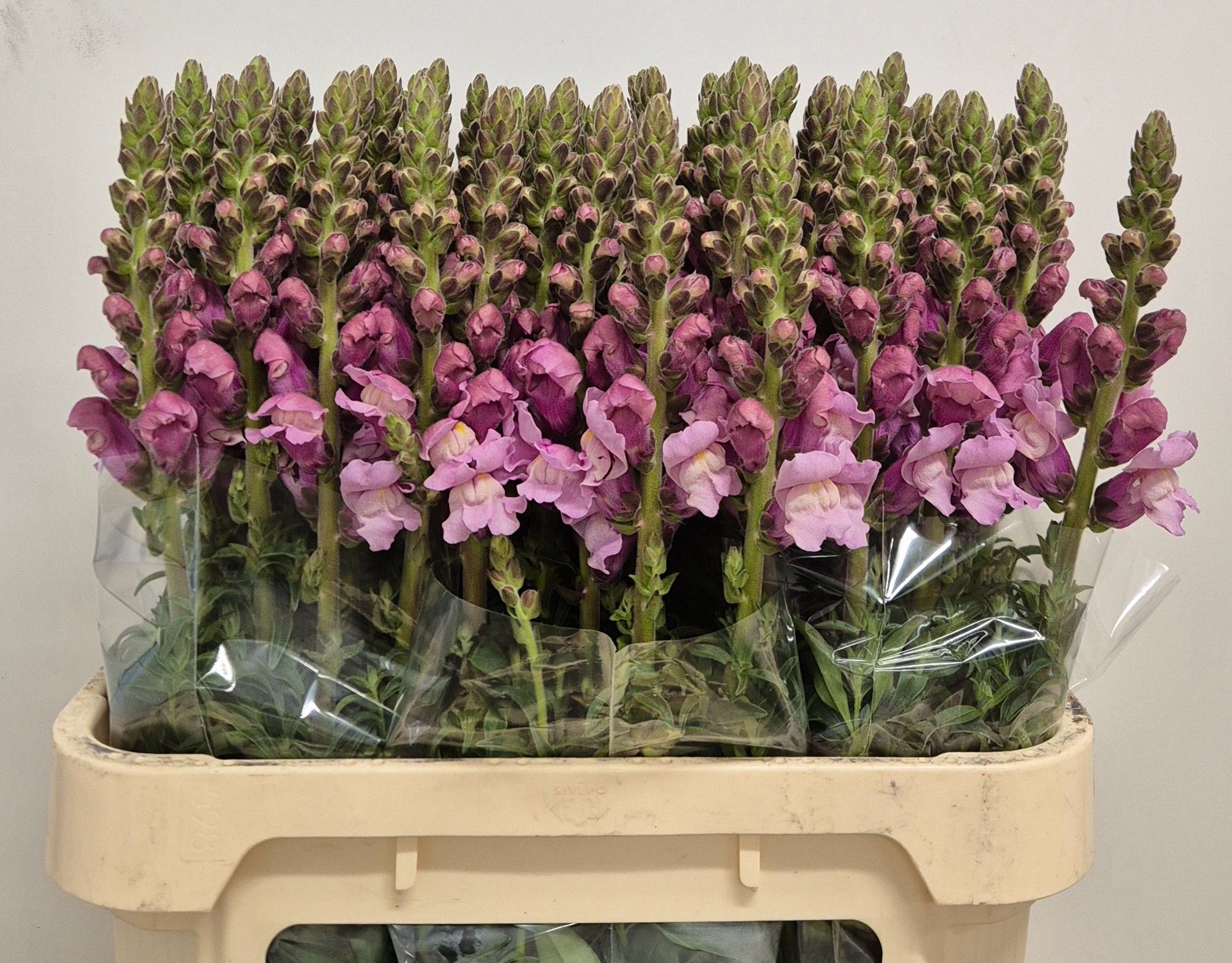 Antirrhinum Poto Lavender 70cm