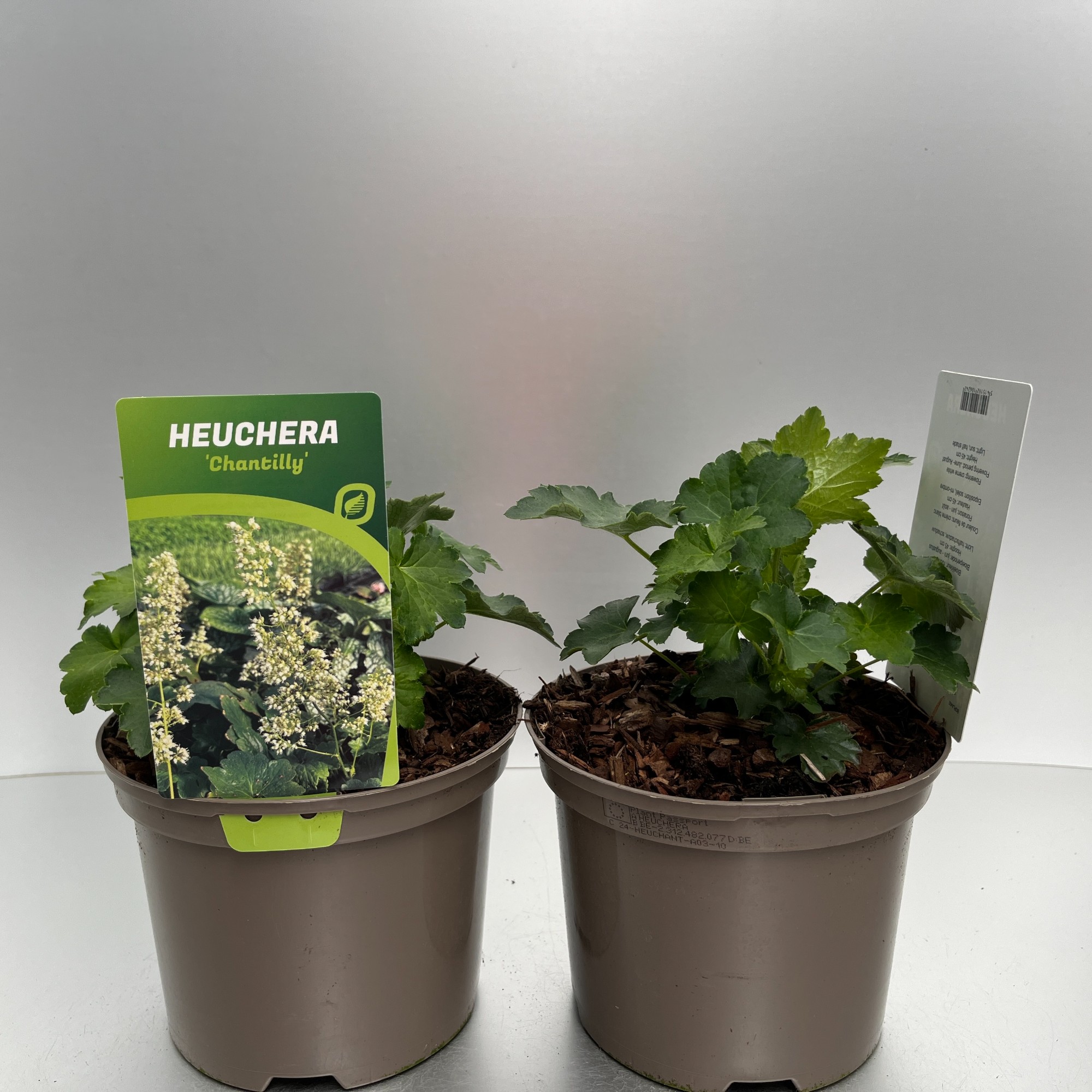 Picture of Heuchera Chantilly P17 (2 Ltr)