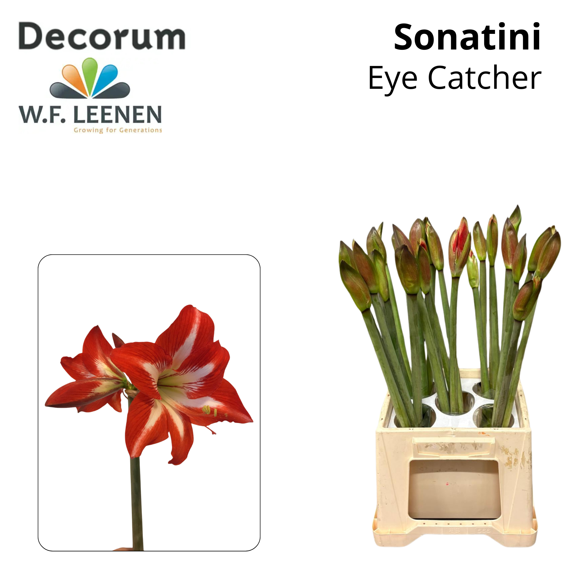 Sonatini Eye Catcher 865 Water