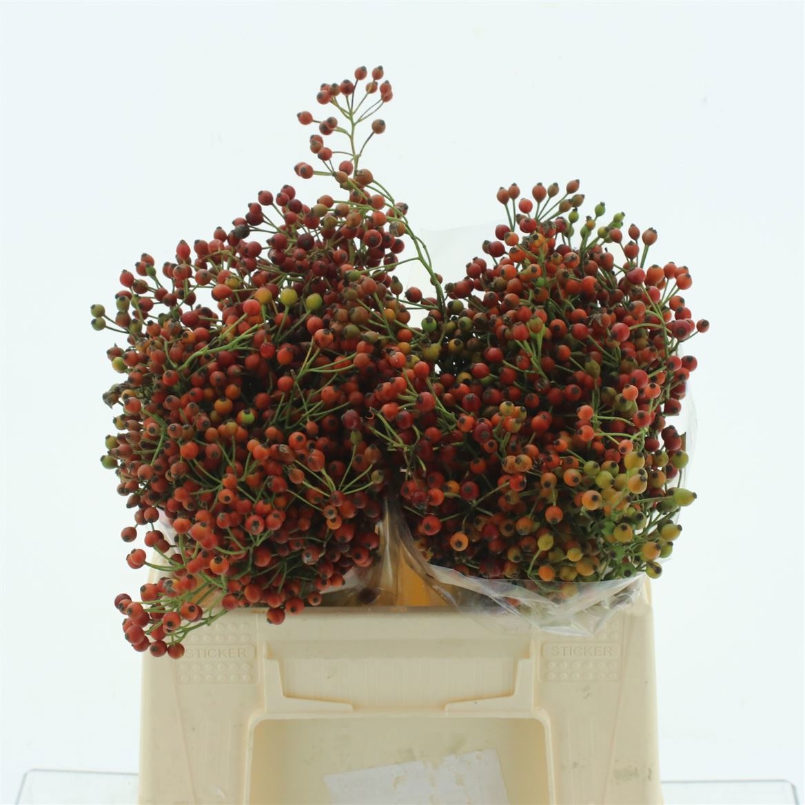Rosehips Corallo 40cm