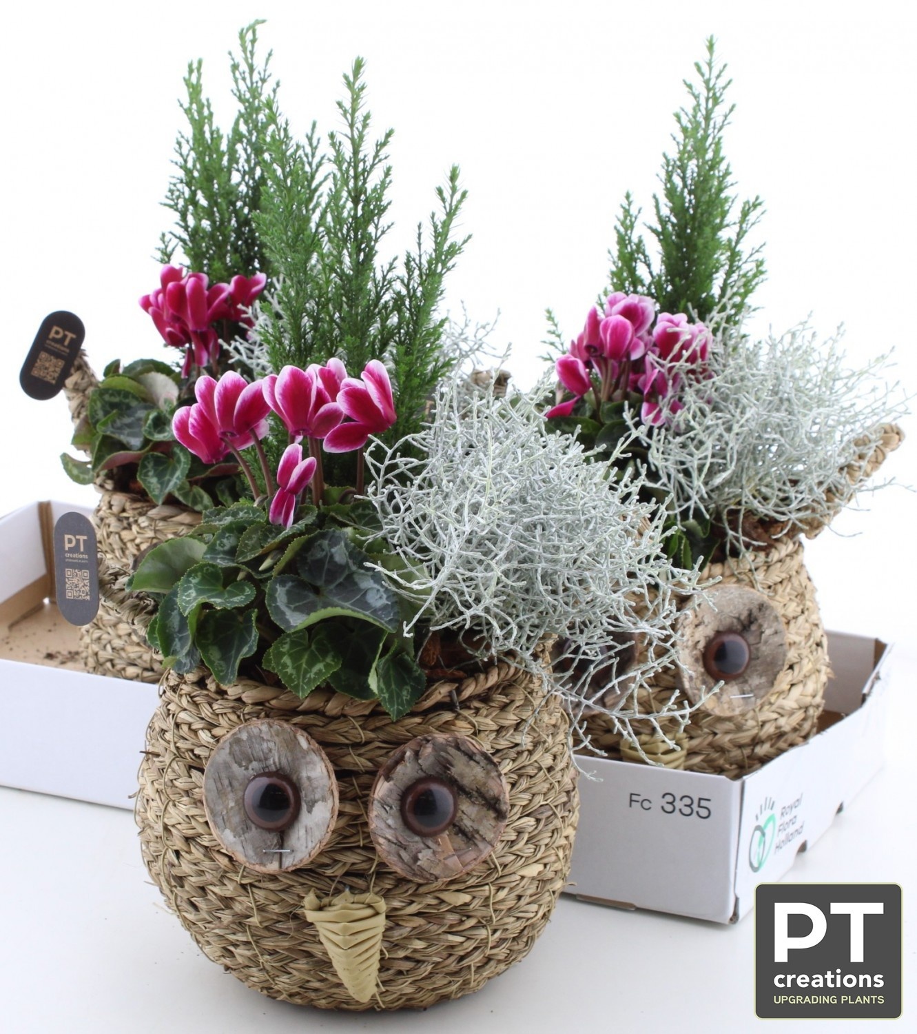 Arr Tuinplanten 24P 43cm 22bloei
