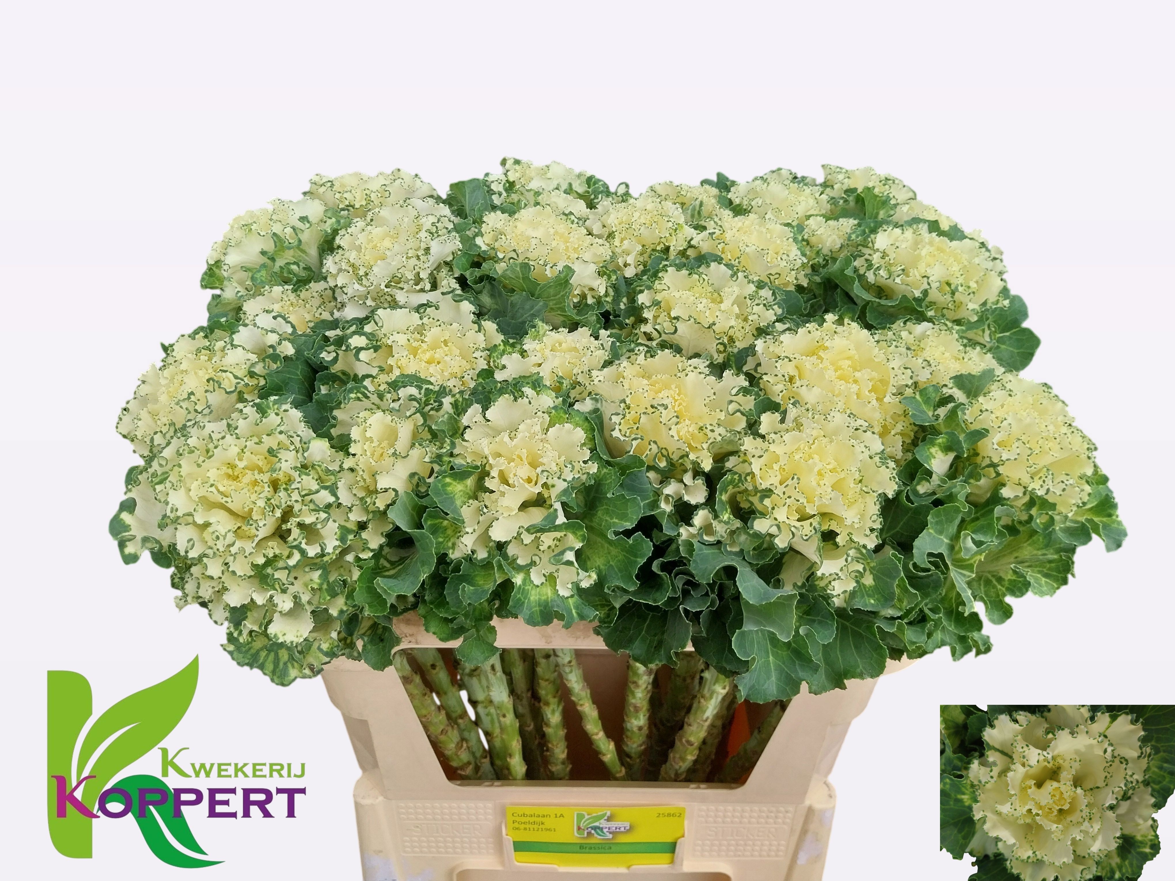 Brassica Crane Ruffle White 70cm