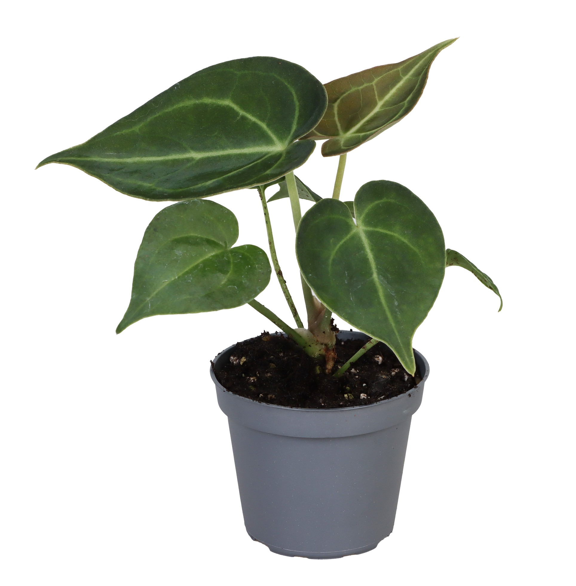 Picture of Anthurium Clarinervium P6 12CM