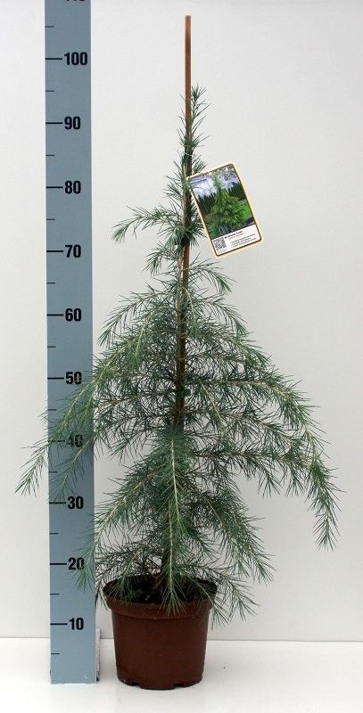 Cedrus deodara
