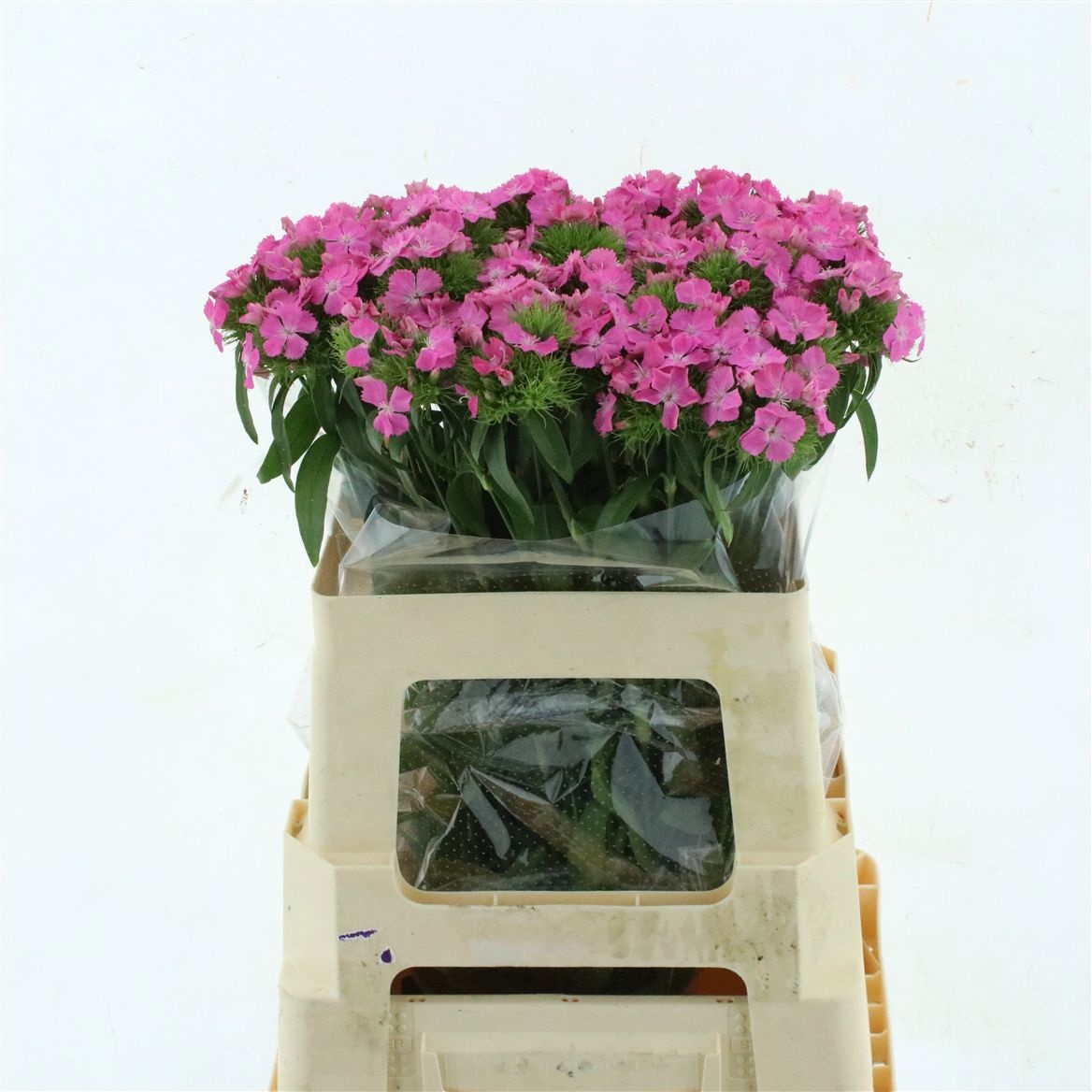 Dianthus Barb Pink 50cm