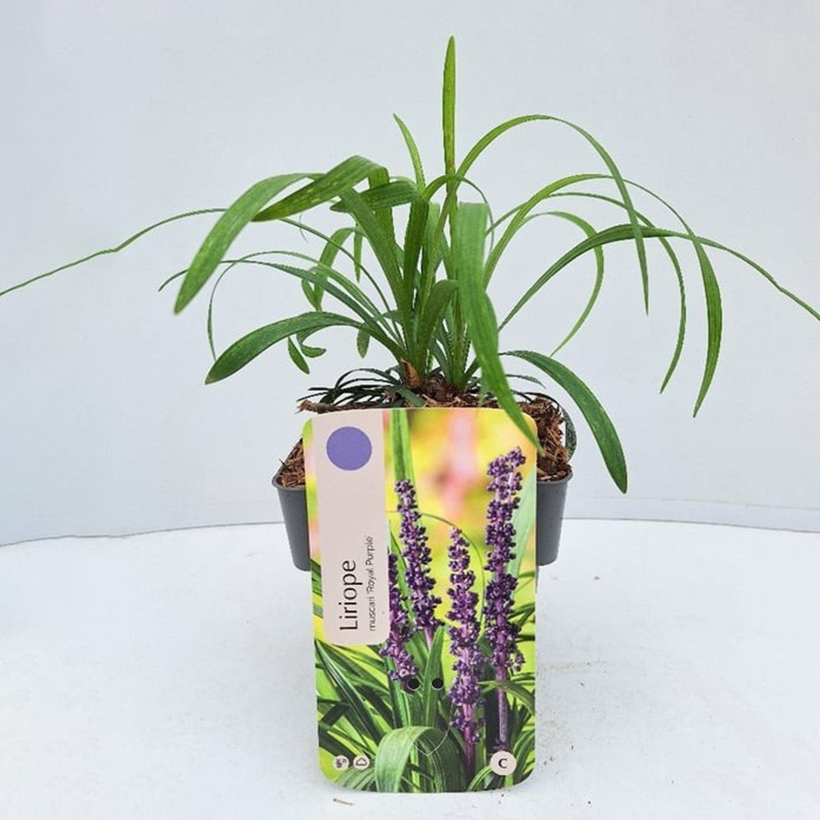 Liriope muscari 'Royal Purple'