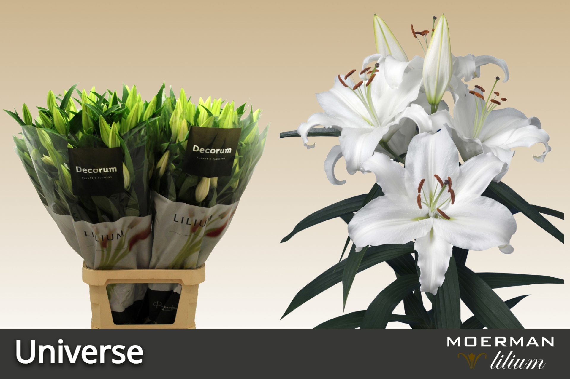 Lilium Or Universe 100cm 5/7bl