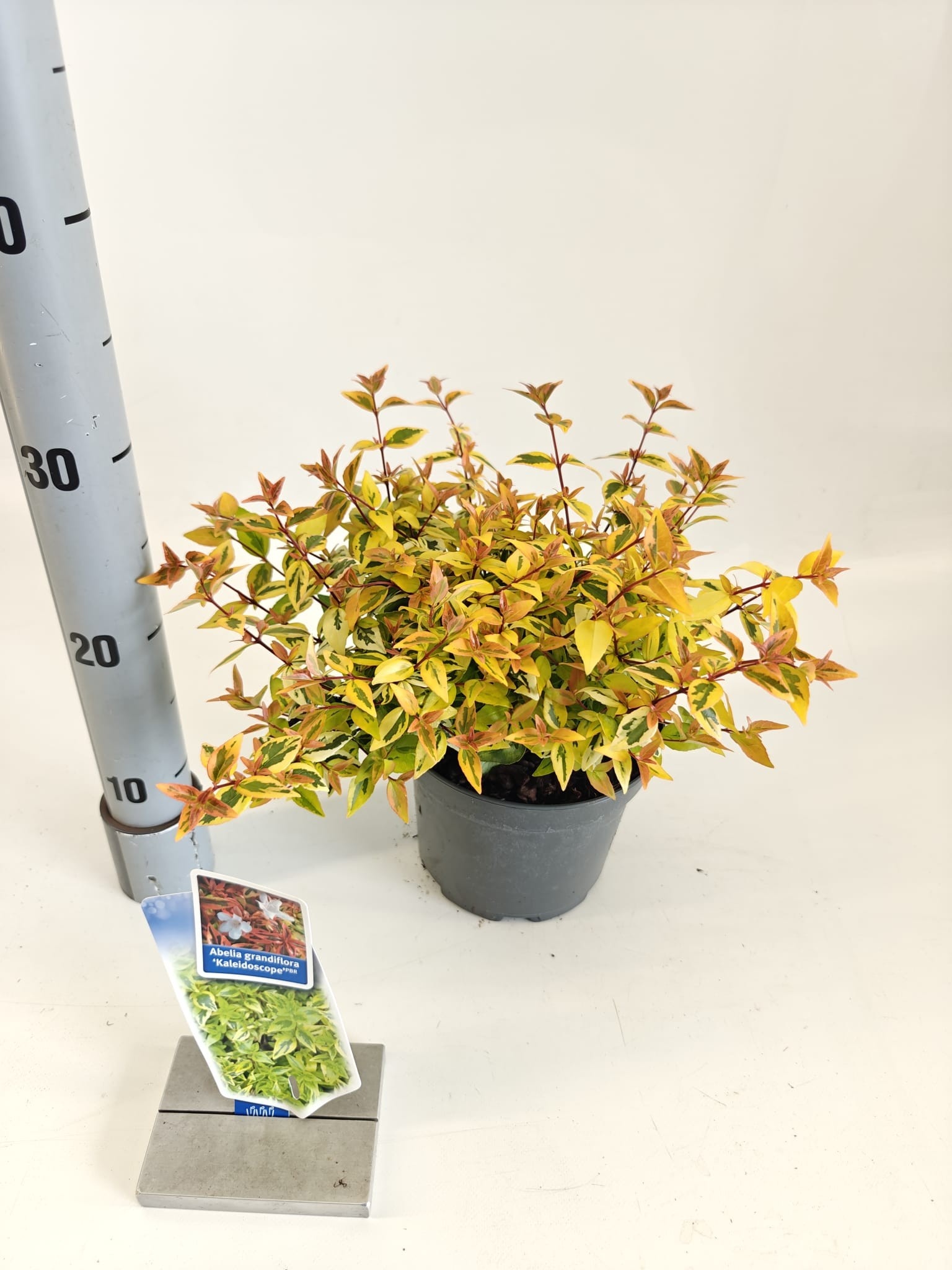 Picture of Abelia 'Kaleidoscope’ PBR