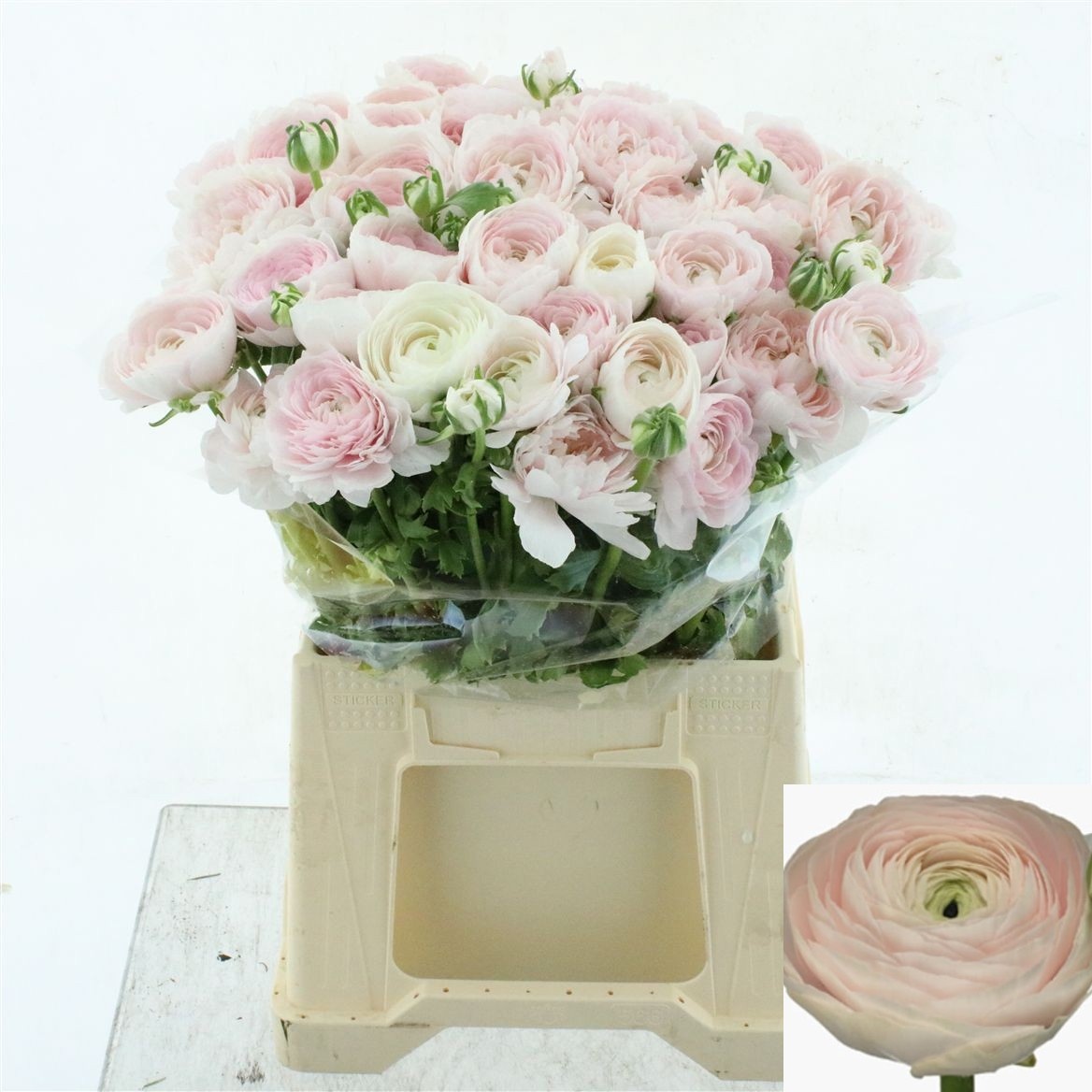 Ranunculus Success Hanoi 45cm
