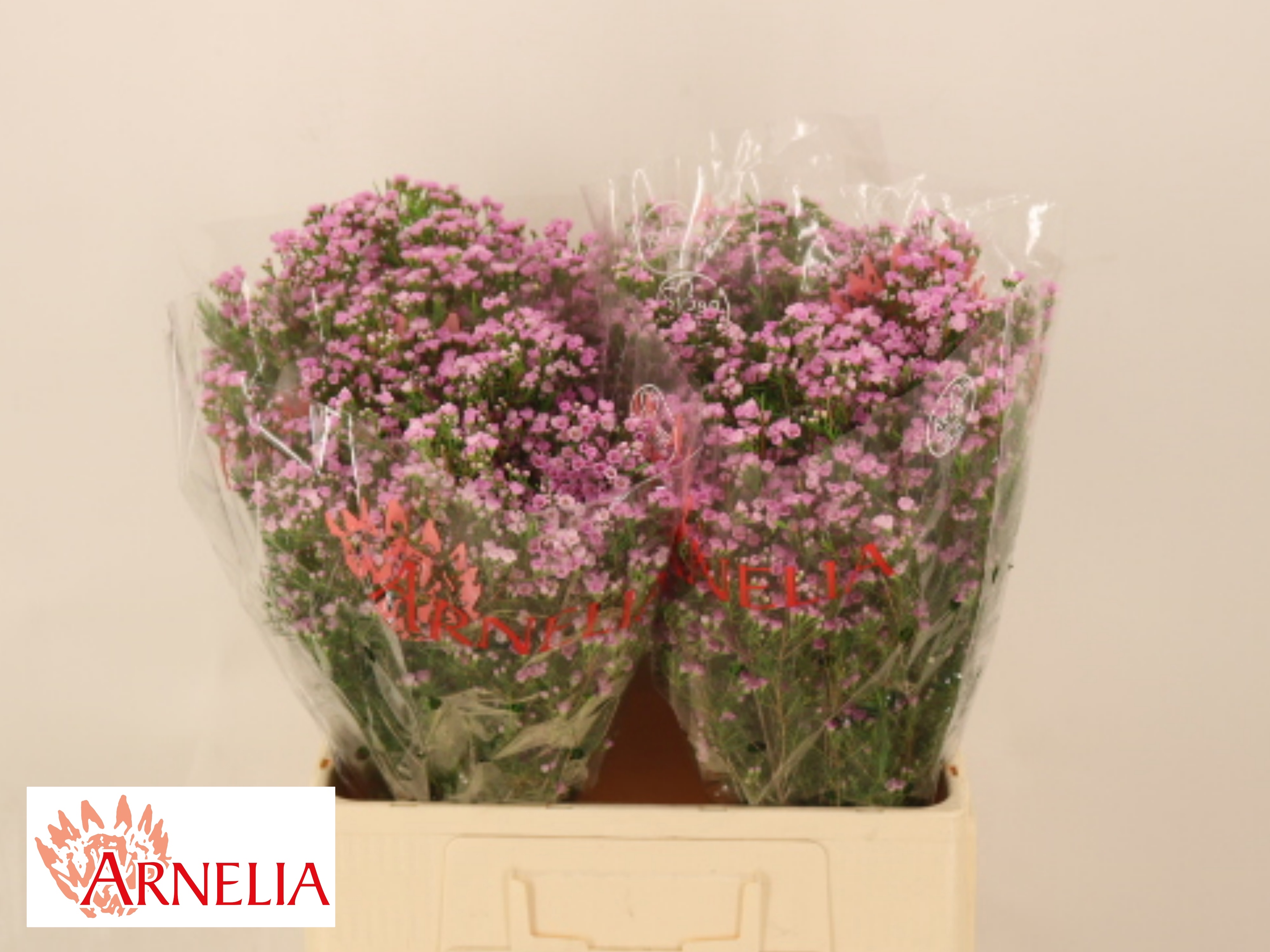 Chame Un Pirouette 60cm 20gram