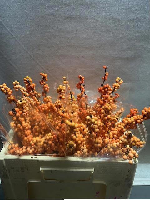 Ilex Winter Gold 50cm