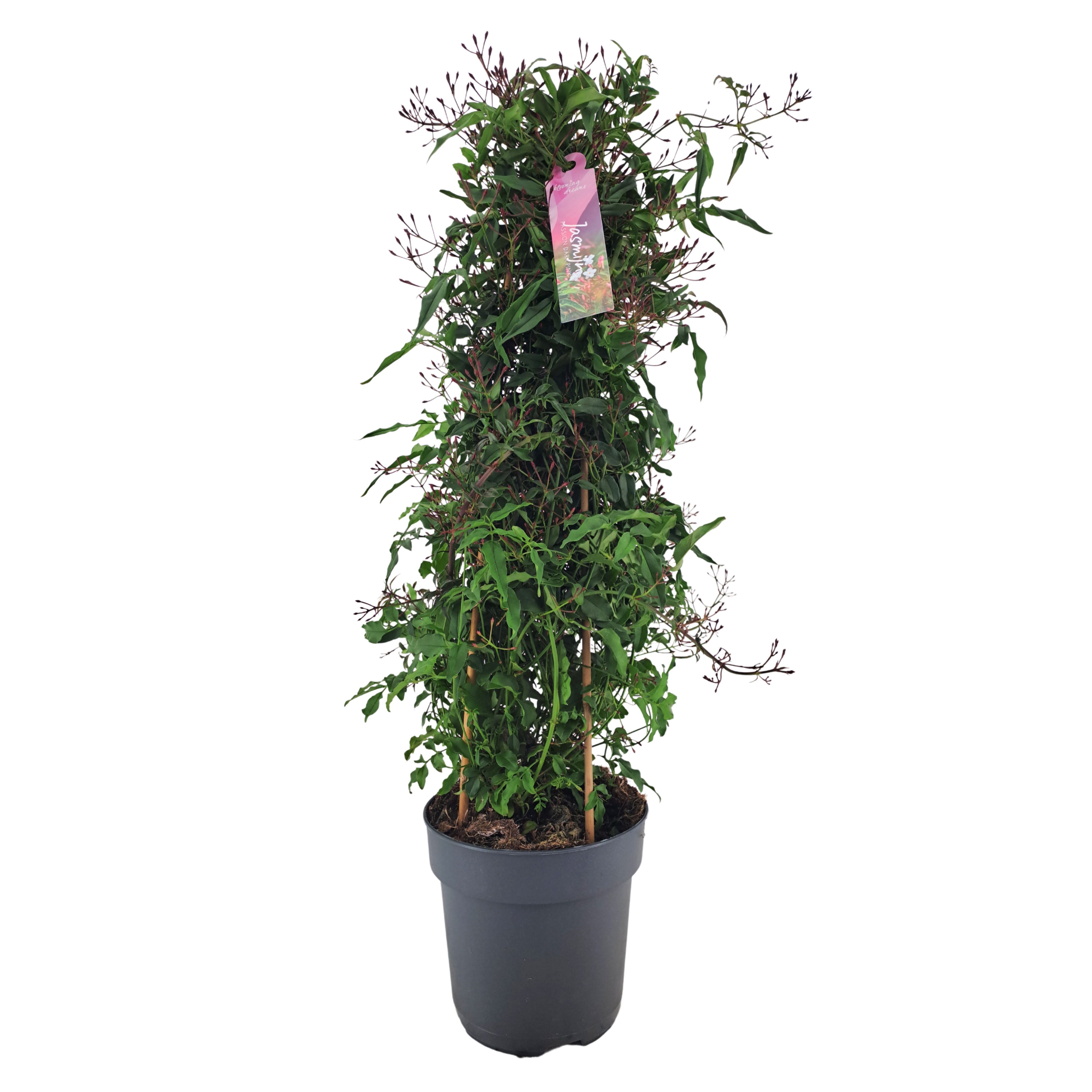 Jasminum Passion Dark Pink piramide 500 Knop (Jasmijn)