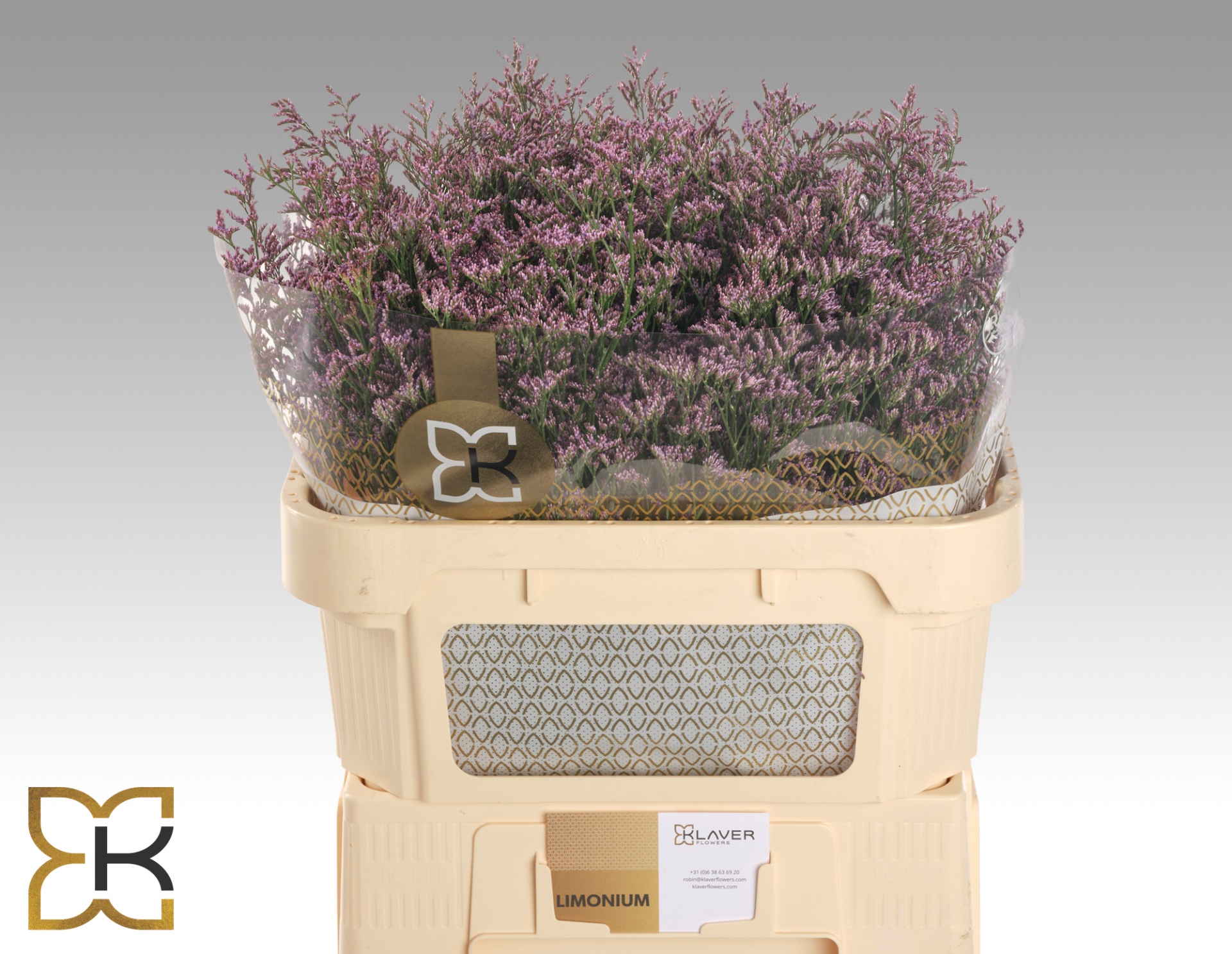 Limonium Piuma Sky 70cm 30gram