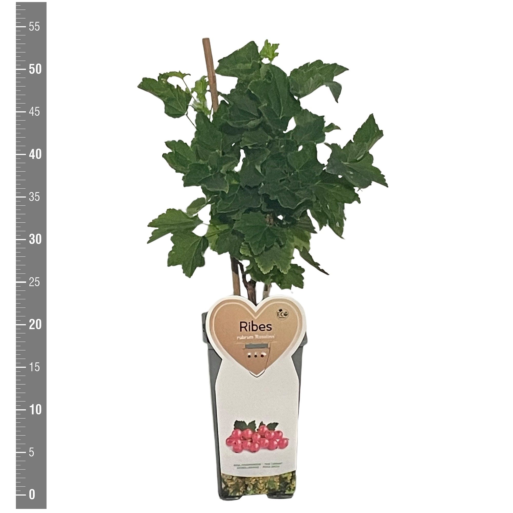 Ribes Kleinfruit Ribes r. Rosalinn 2 liter (roze bes)